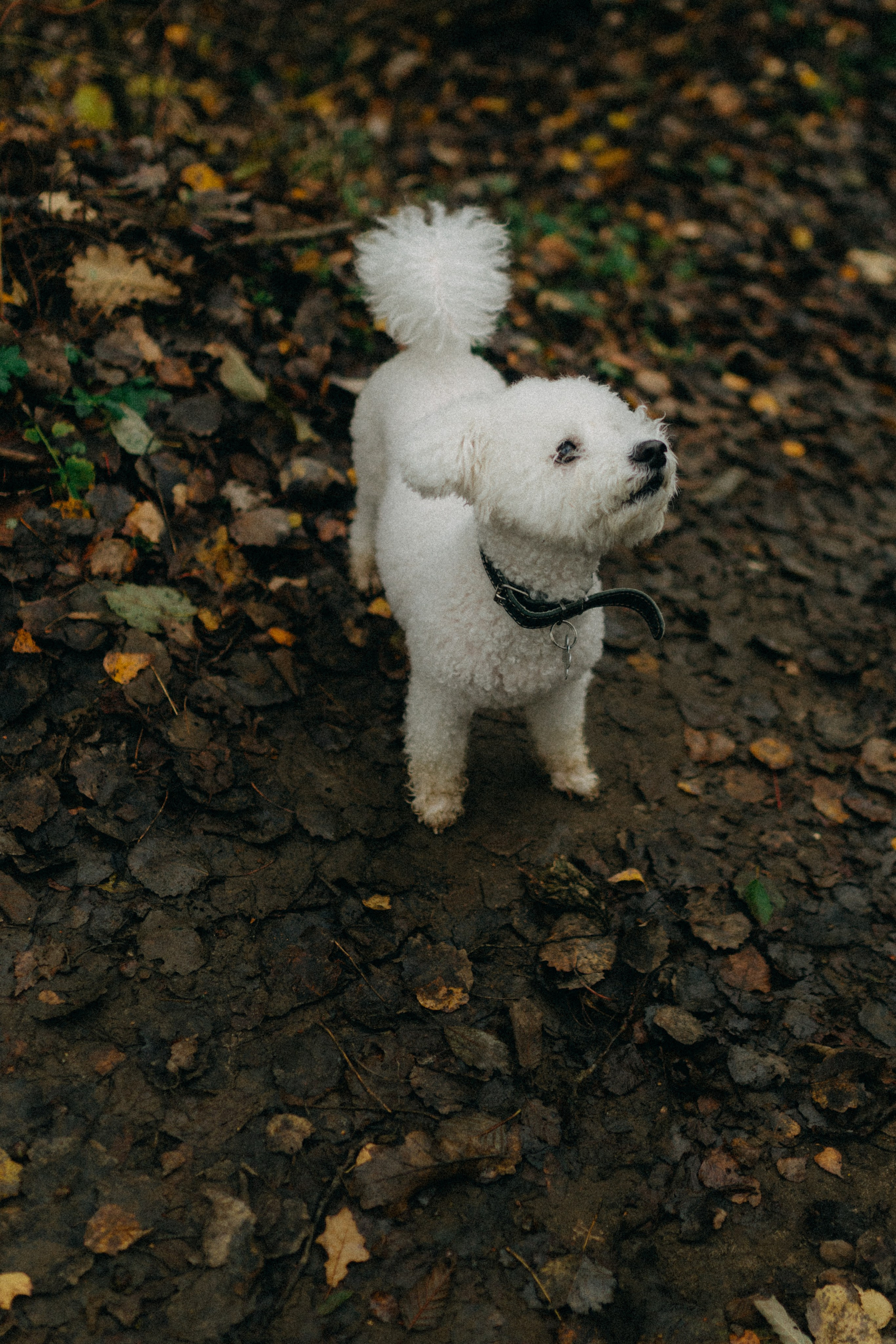 Лена & Миша. Фотограф НОГИНСК, Москва, Анастасия Белая