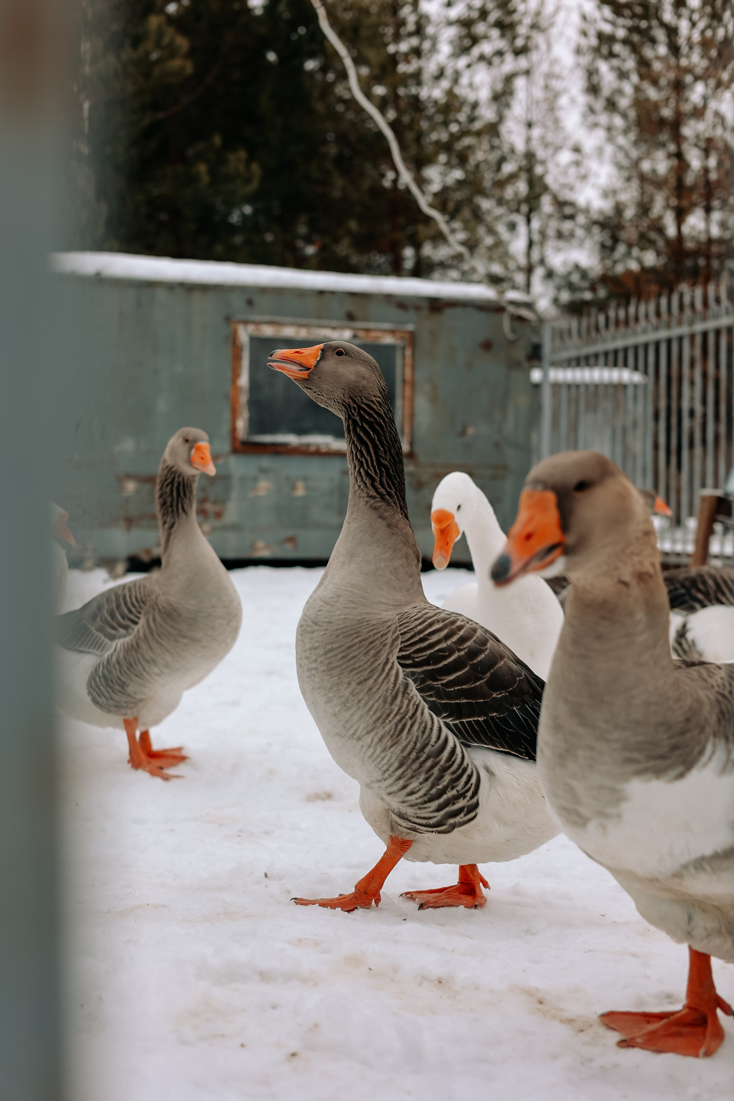 Экскурсия «Мир оленей». Фотограф Диана Воробьева Нижний Новгород