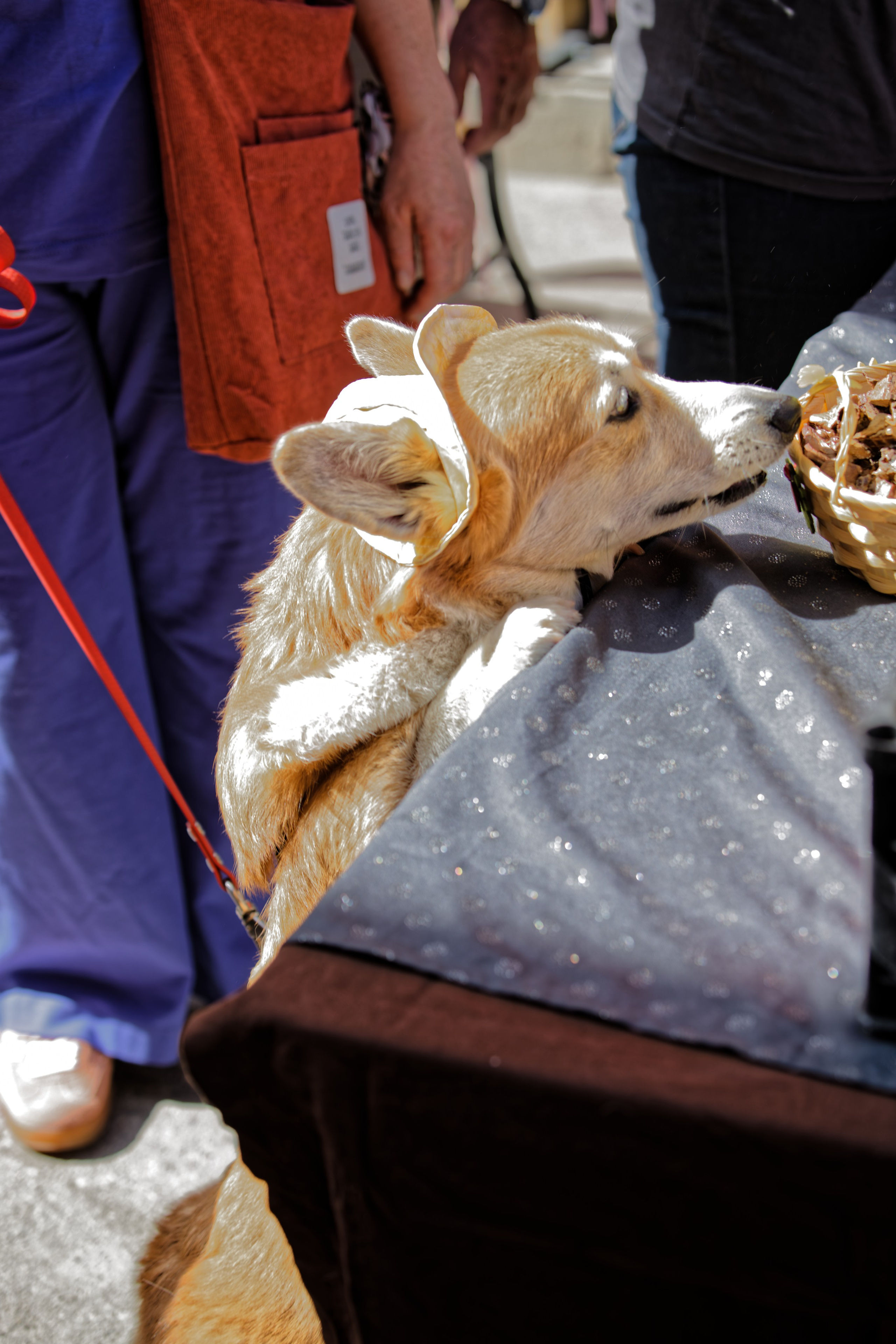 Вечеринка для собак Oh my dog 20.07.2025. Репортажный и спортивный фотограф в г. Пермь Зильберг Павел