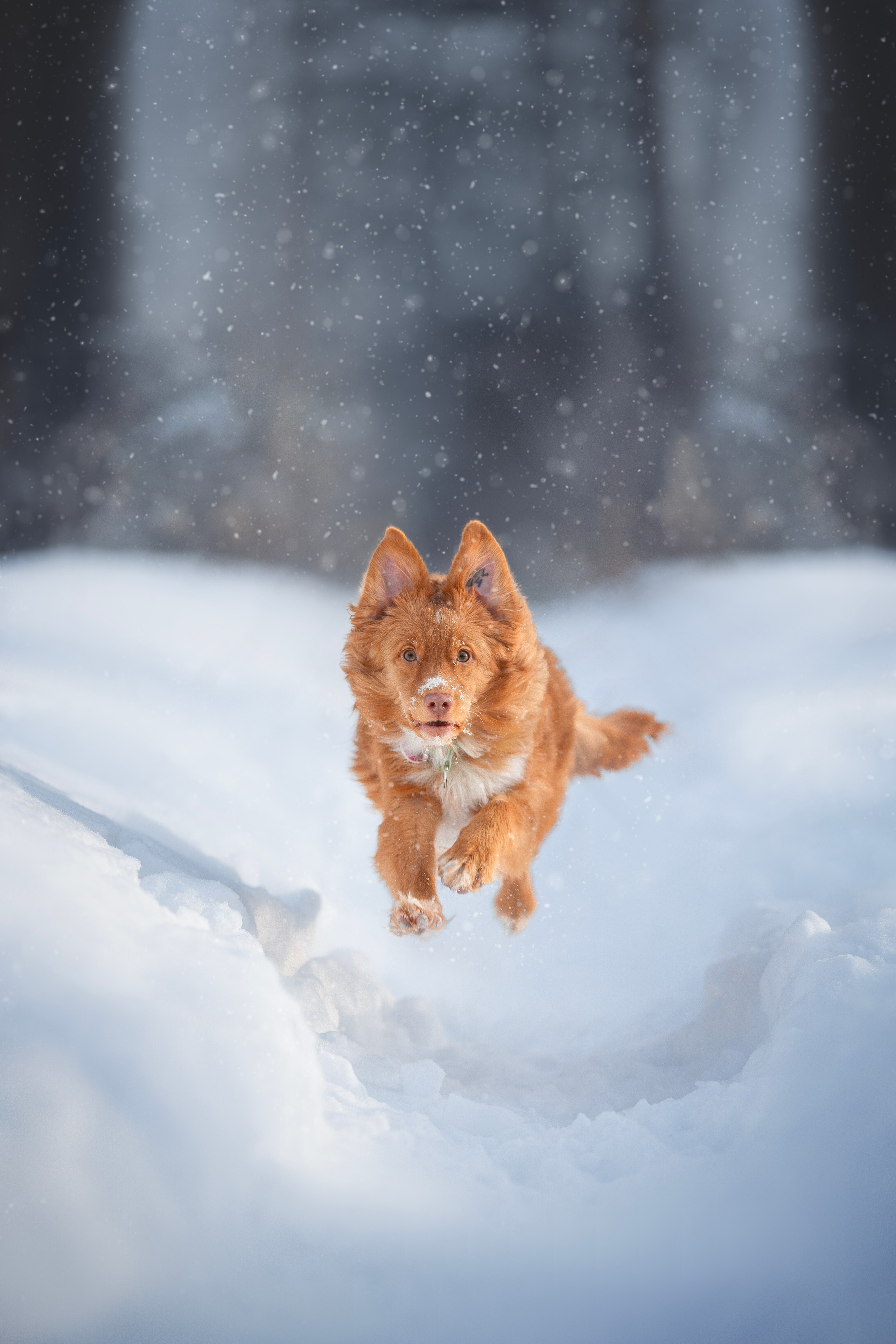 Руби, Николь, Кирилл и Мила. Фотограф анималист в Москве Майорова Евгения