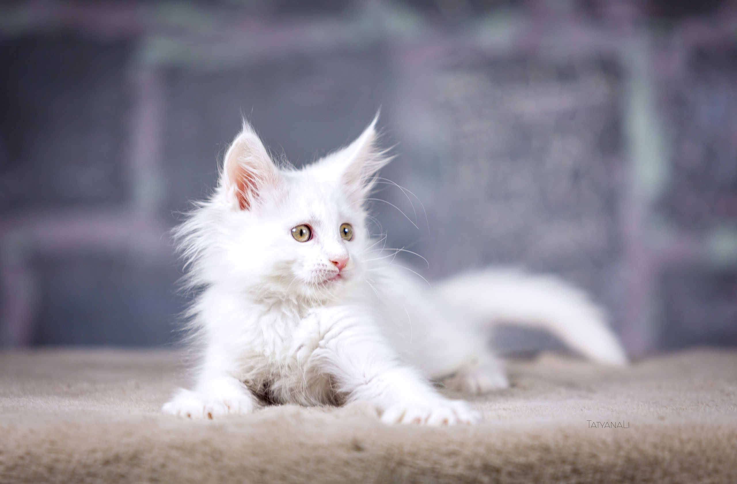 Котята. Фотограф — анималист Татьяна Ли