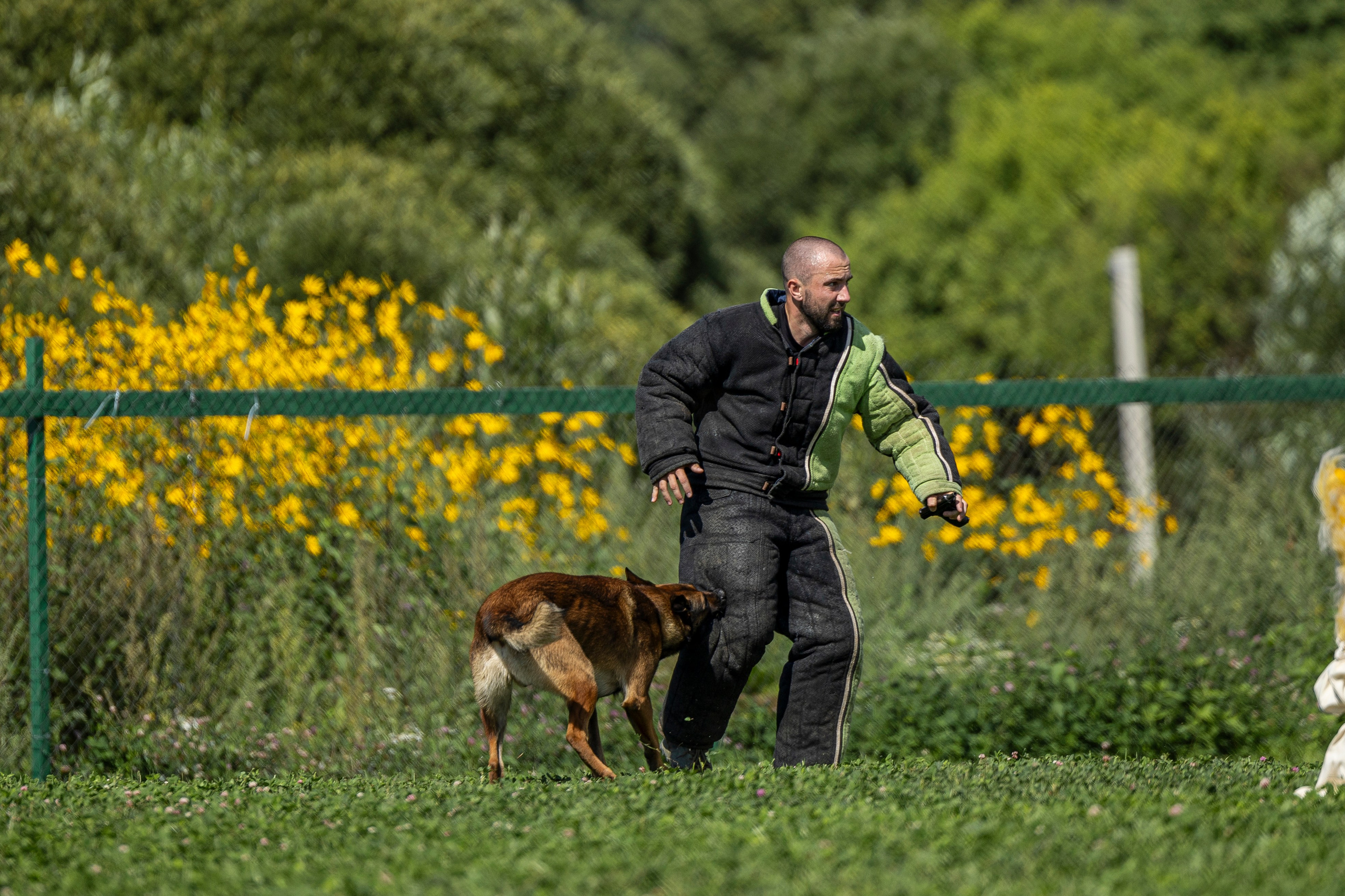 Соревнования по Мондьорингу г. Вологда 10-11.08.2024. Фотограф-анималист Анна Маринич
