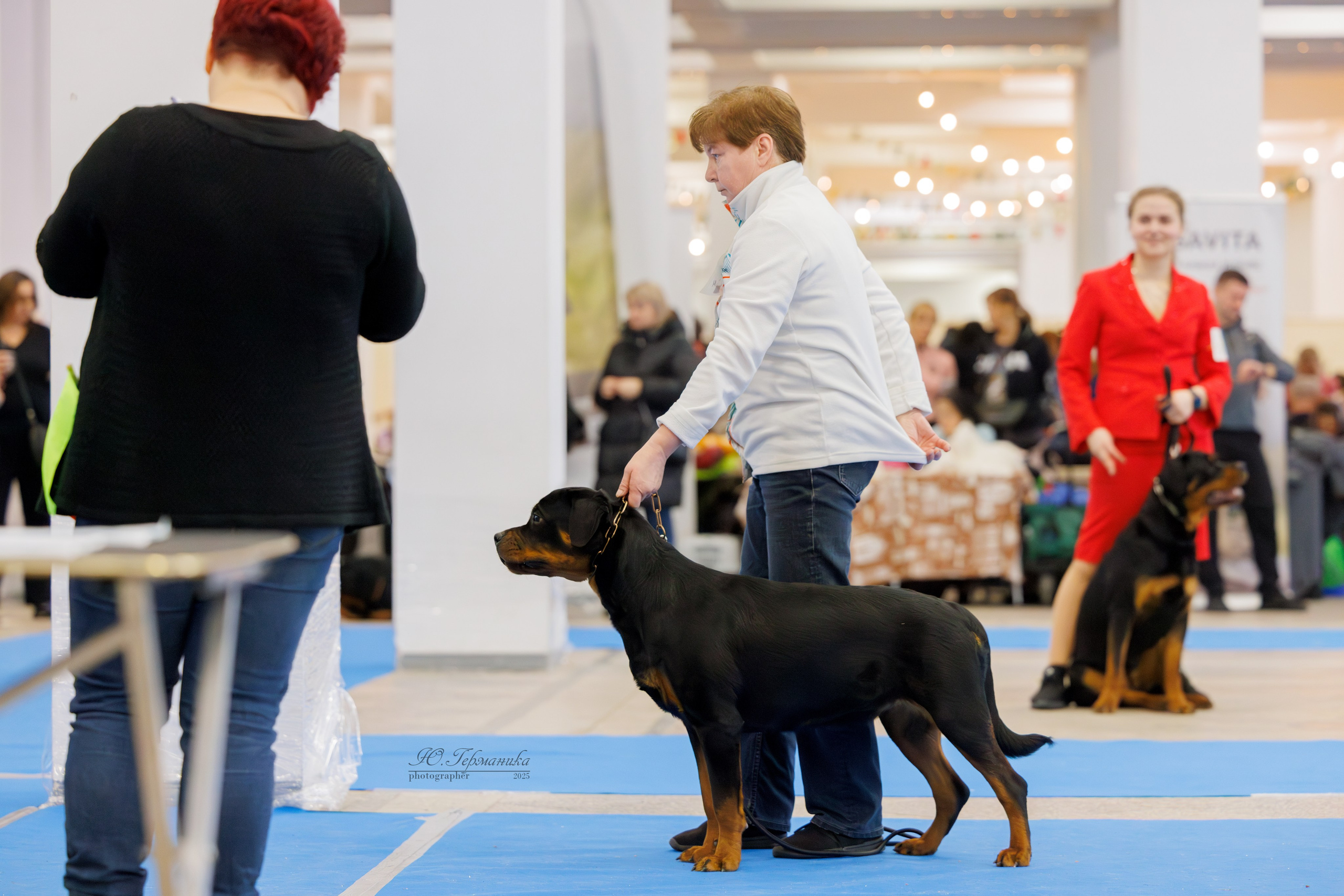 Питер ротвейлеры 18.01,Крокус 19.01.2025. Фотограф-анималист Юлия Германика