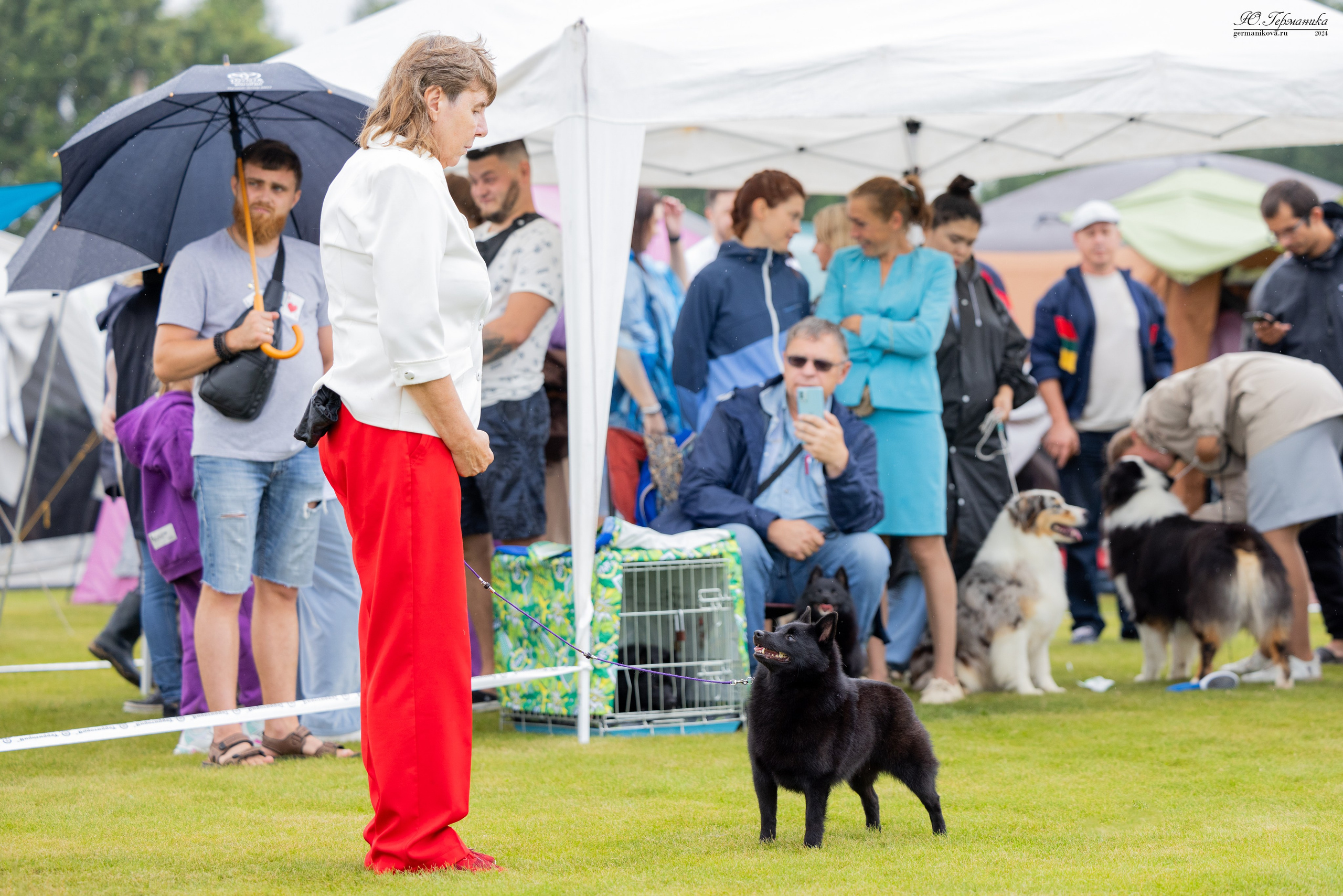 Ярославль 21.07.24 и Балашиха 13.07.24. Фотограф-анималист Юлия Германика
