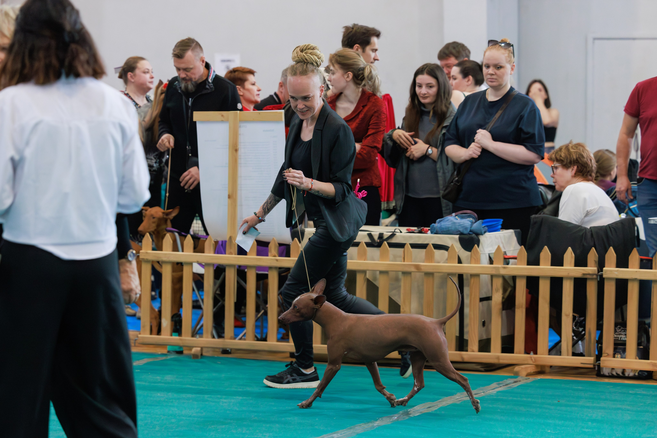 Ереван 2х CACIB 29-30.04.2025. Фотограф-анималист Юлия Германика