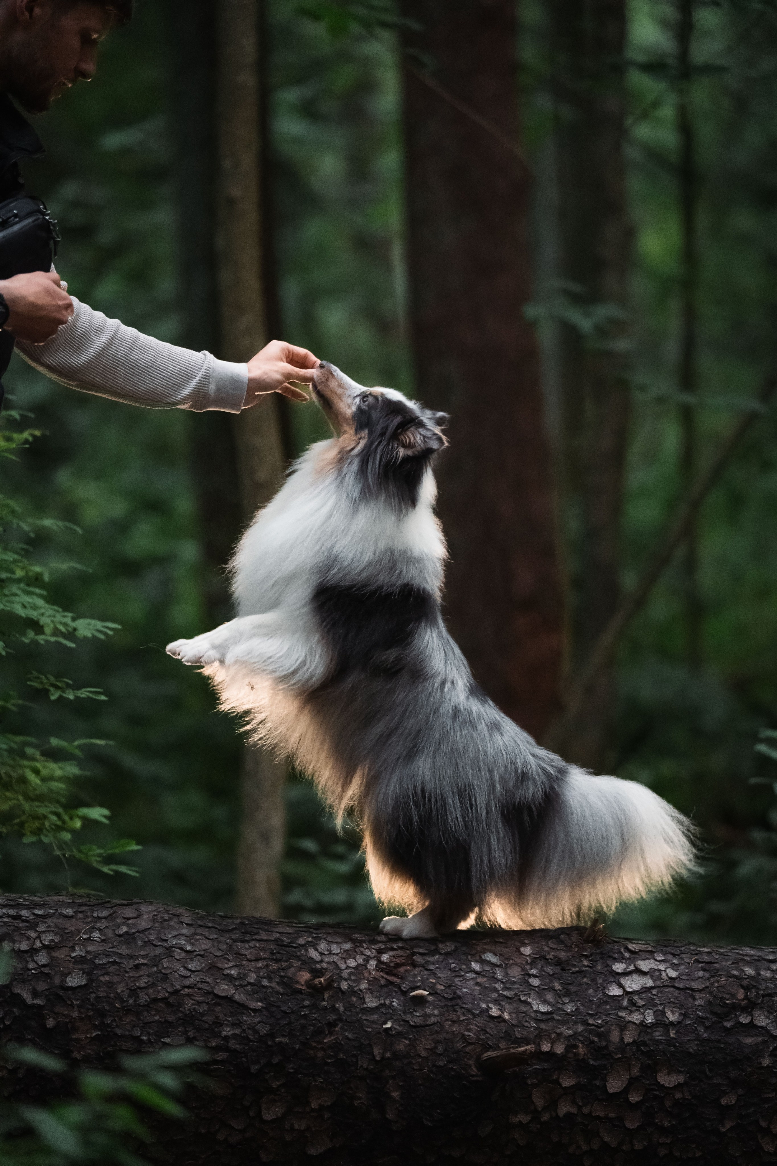 Лесная Элис. Фотограф анималист