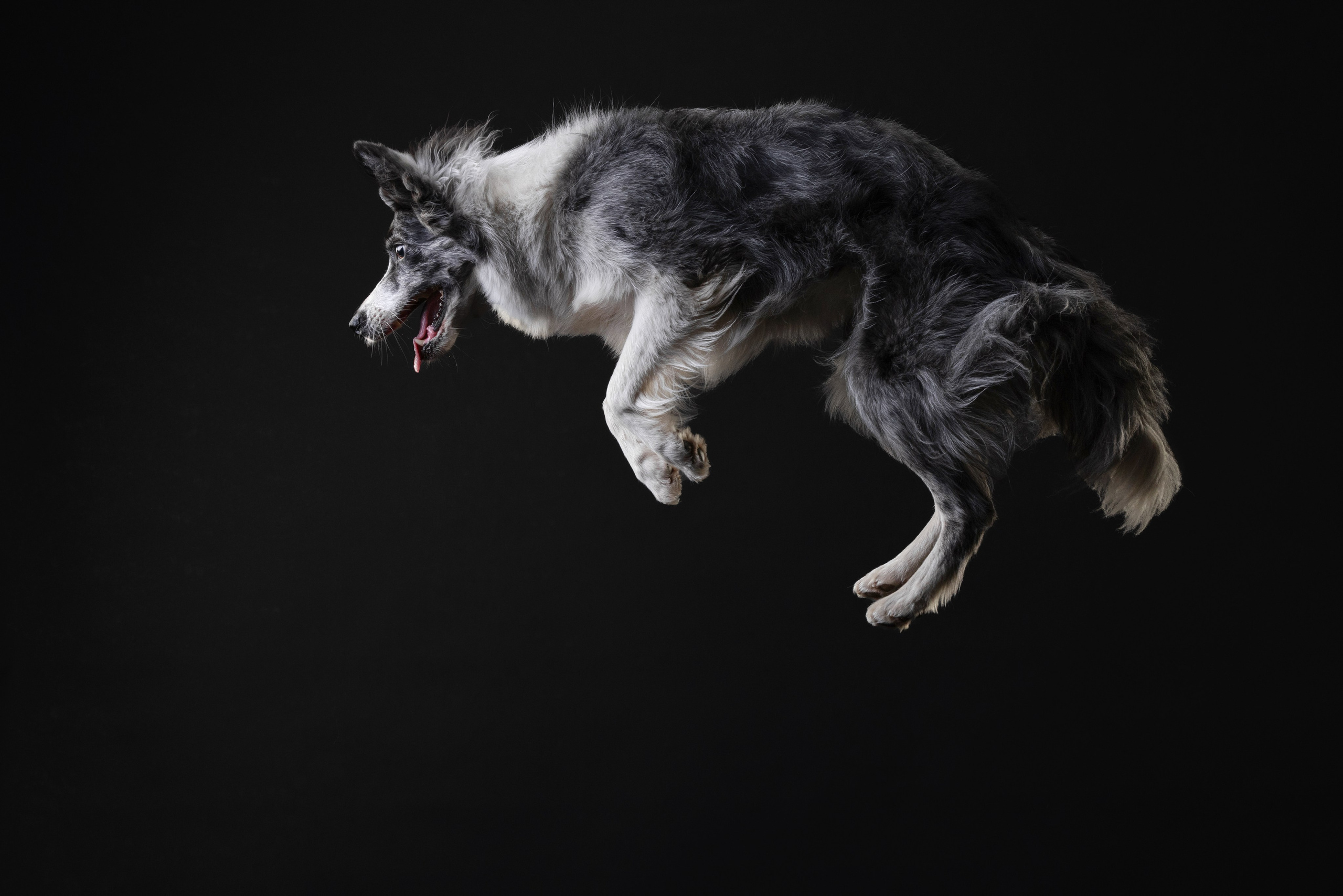 Бордер колли. Фотограф анималист Осипчикова Мария