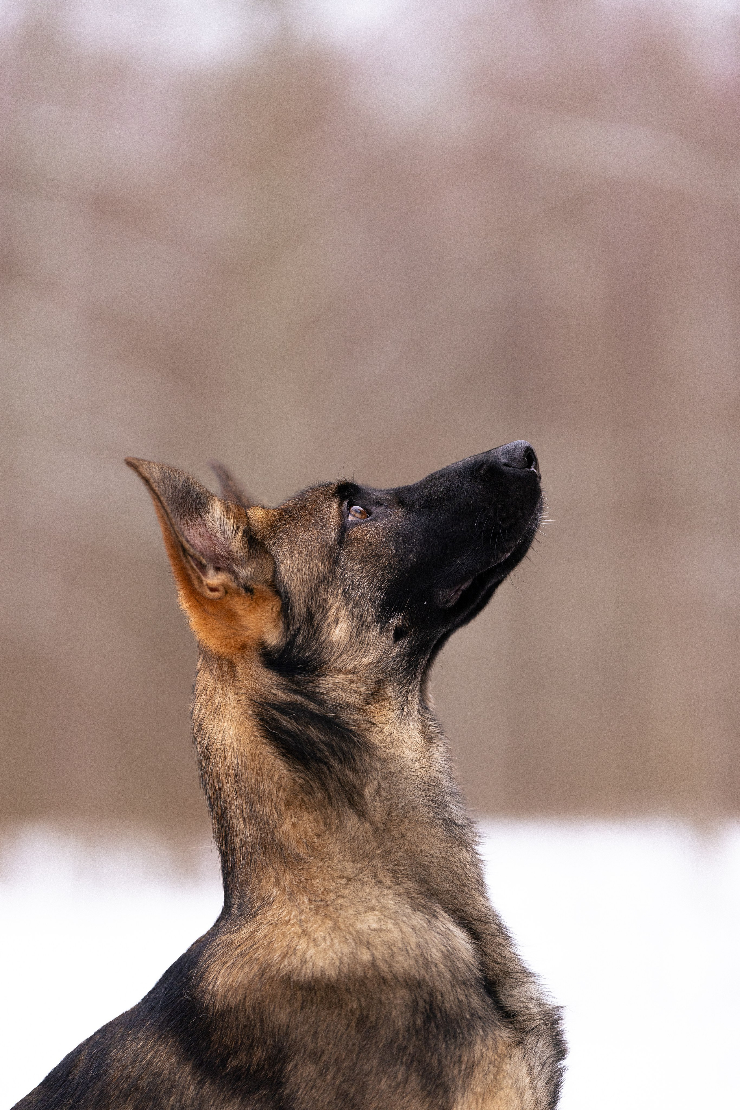 Немецкая овчарка. Фотограф и видеограф анималист Аганина Дарья