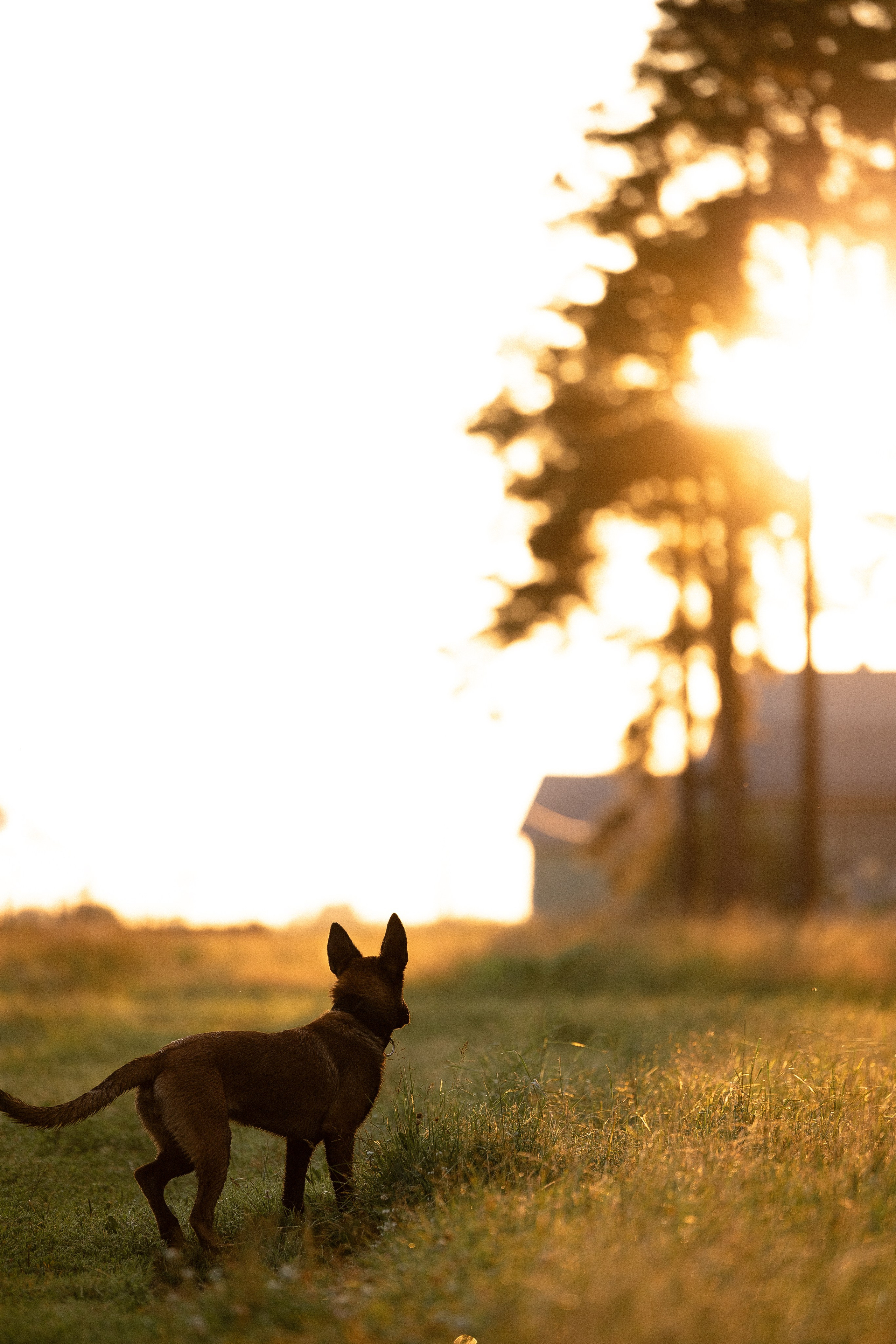 Галина и Лоя. Фотограф и видеограф анималист Аганина Дарья