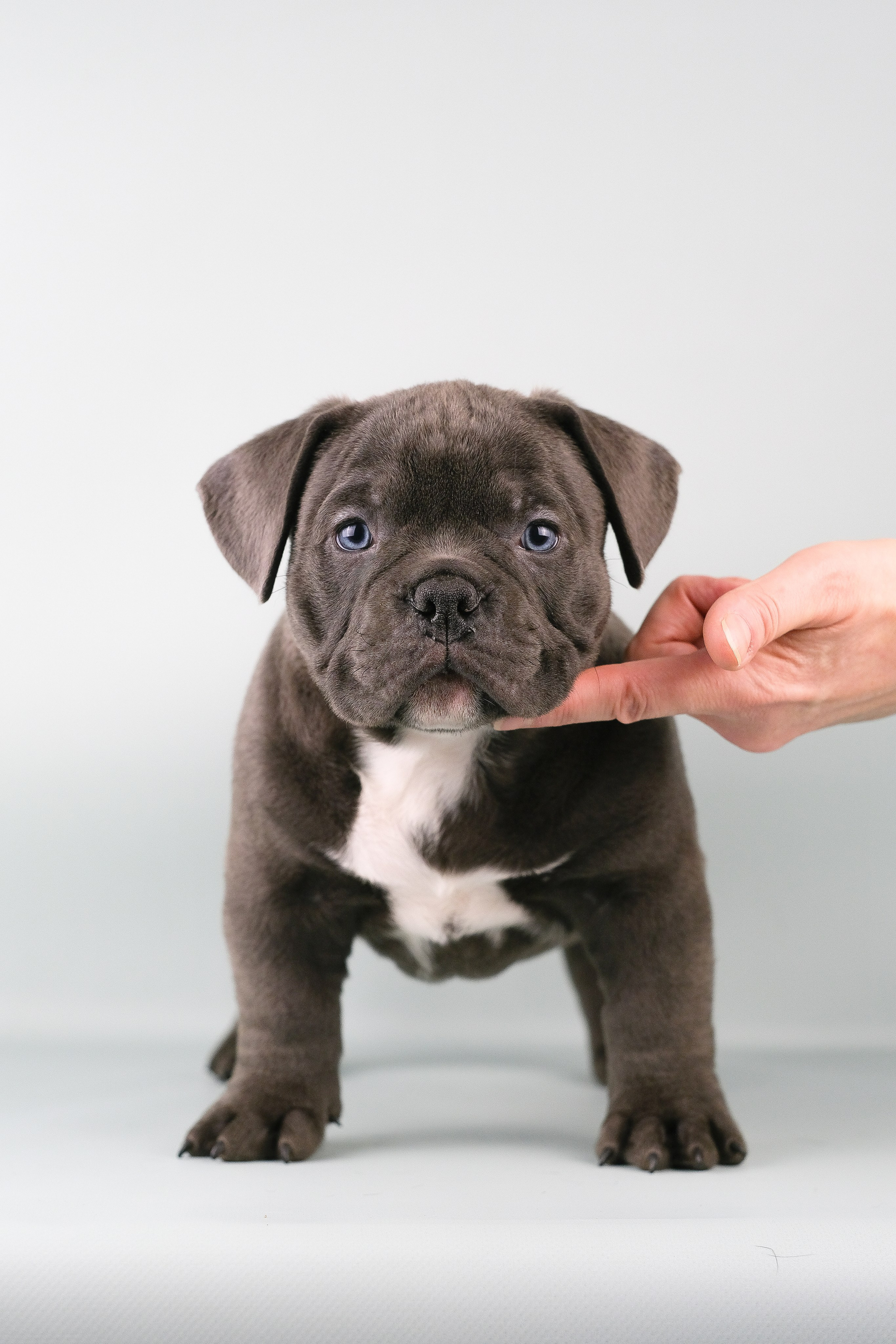 Американский Булли. Фотограф и видеограф анималист Аганина Дарья