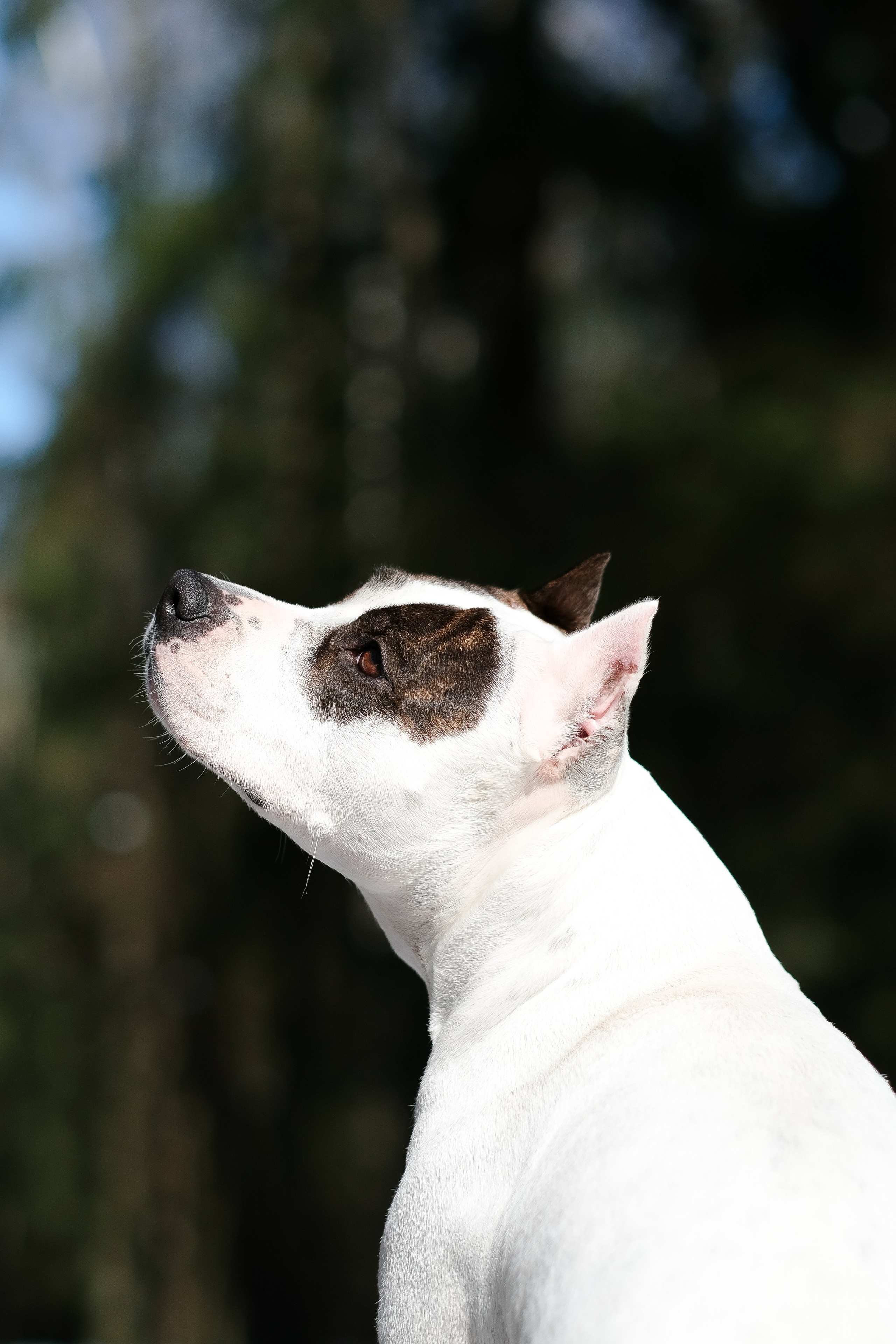 Женя, Афра и Молли. Фотограф и видеограф анималист Аганина Дарья