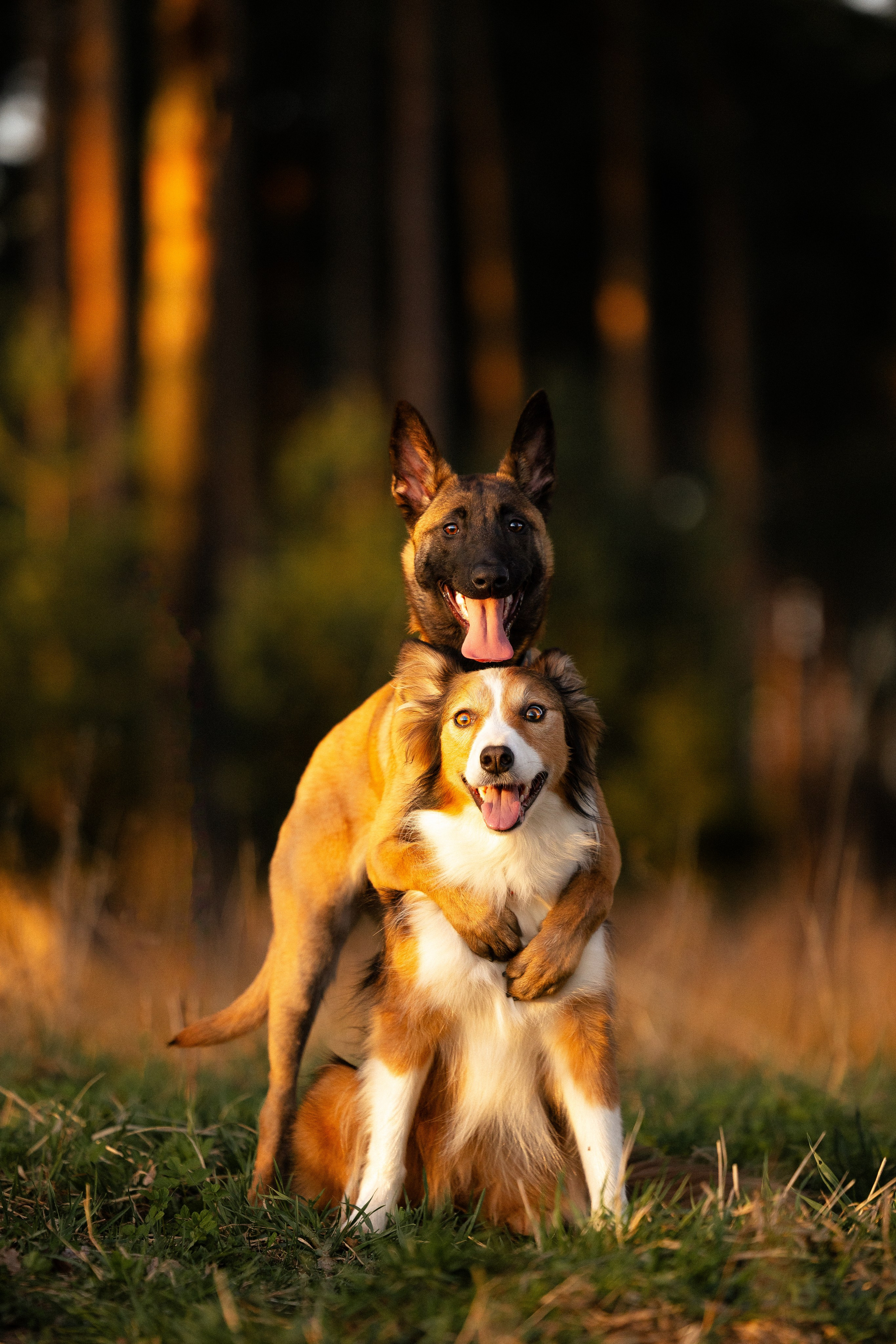Разношерстная компания. Фотограф и видеограф анималист Аганина Дарья