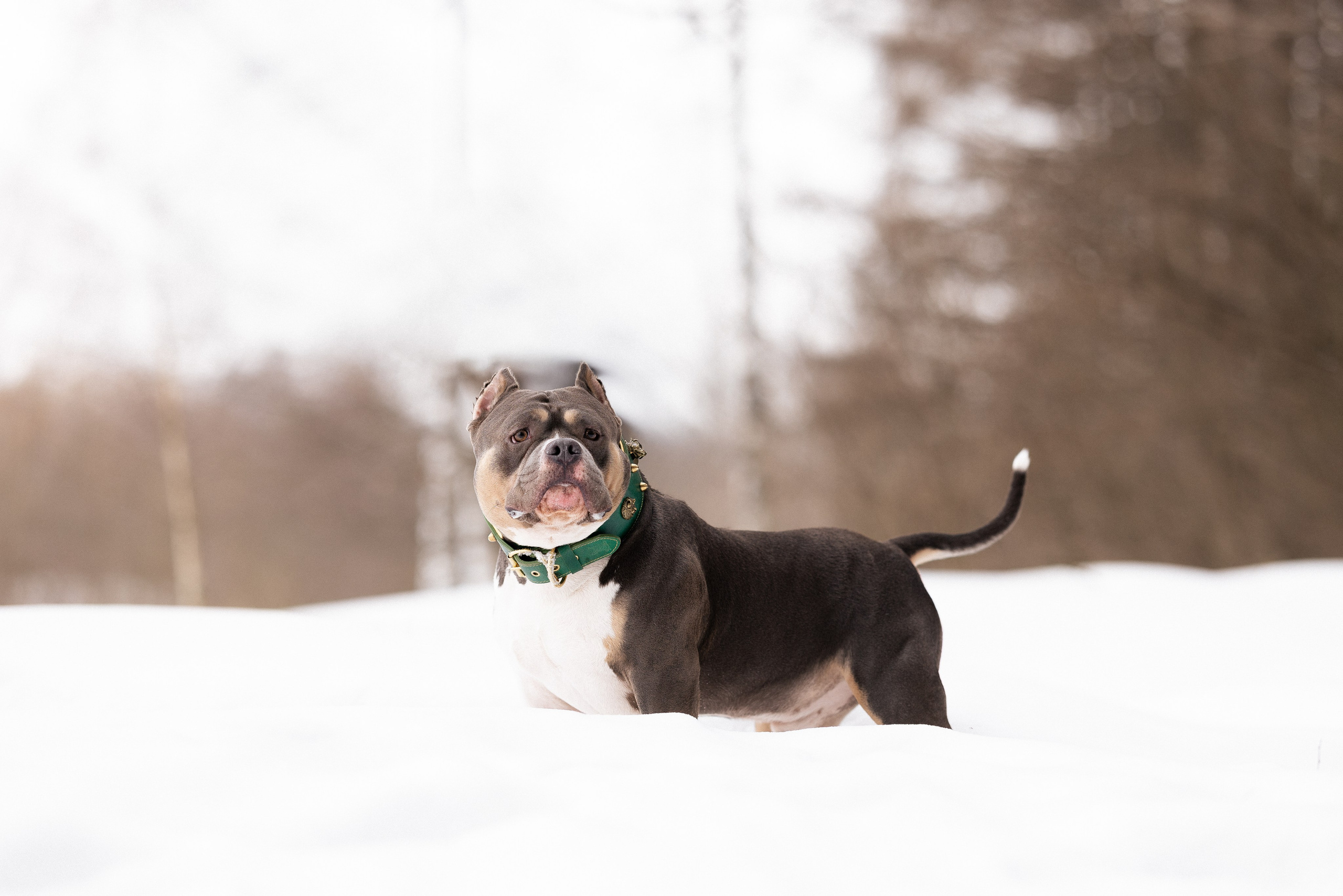 Лера и Наган. Фотограф и видеограф анималист Аганина Дарья