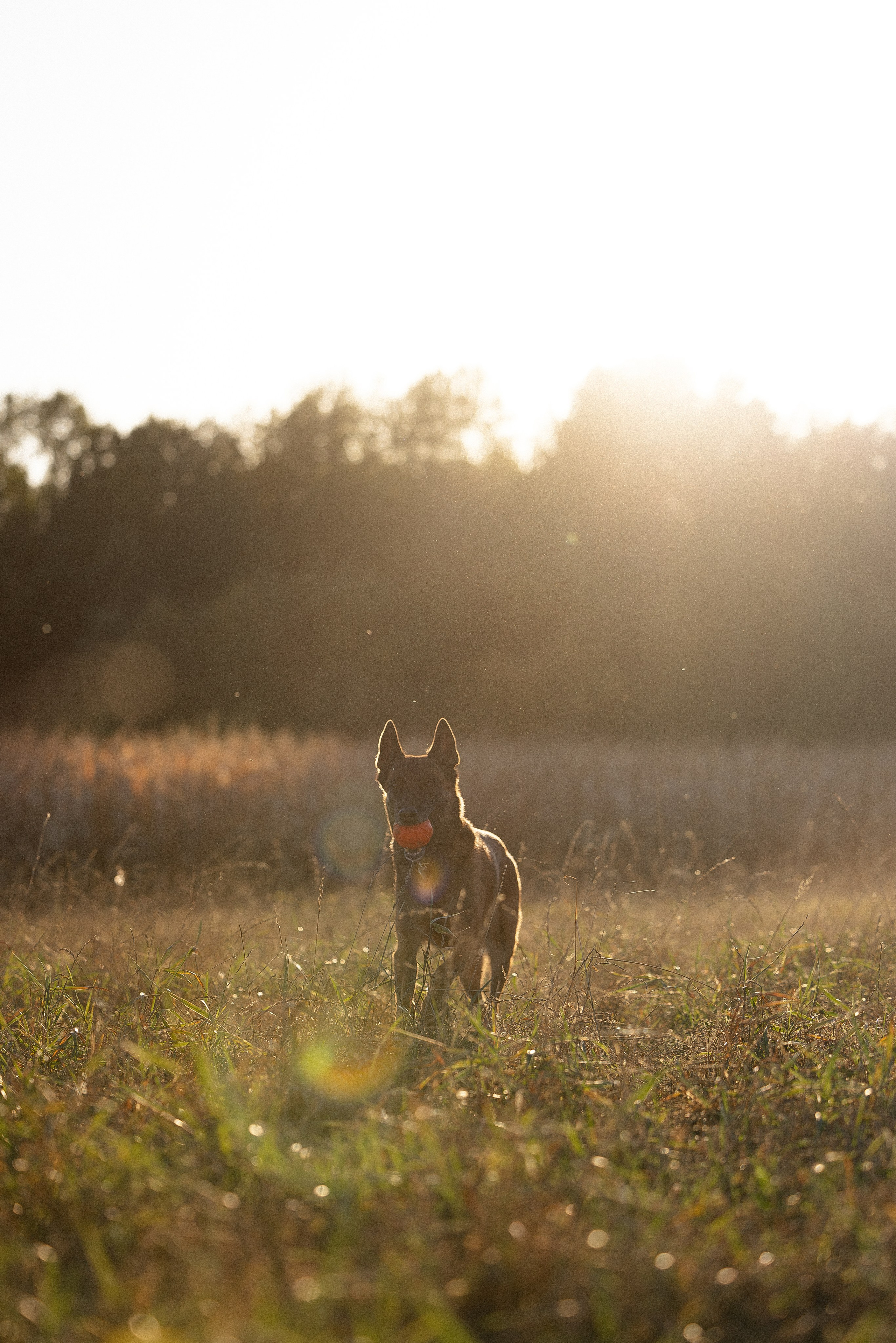 Женя, Афра и Молли. Фотограф и видеограф анималист Аганина Дарья