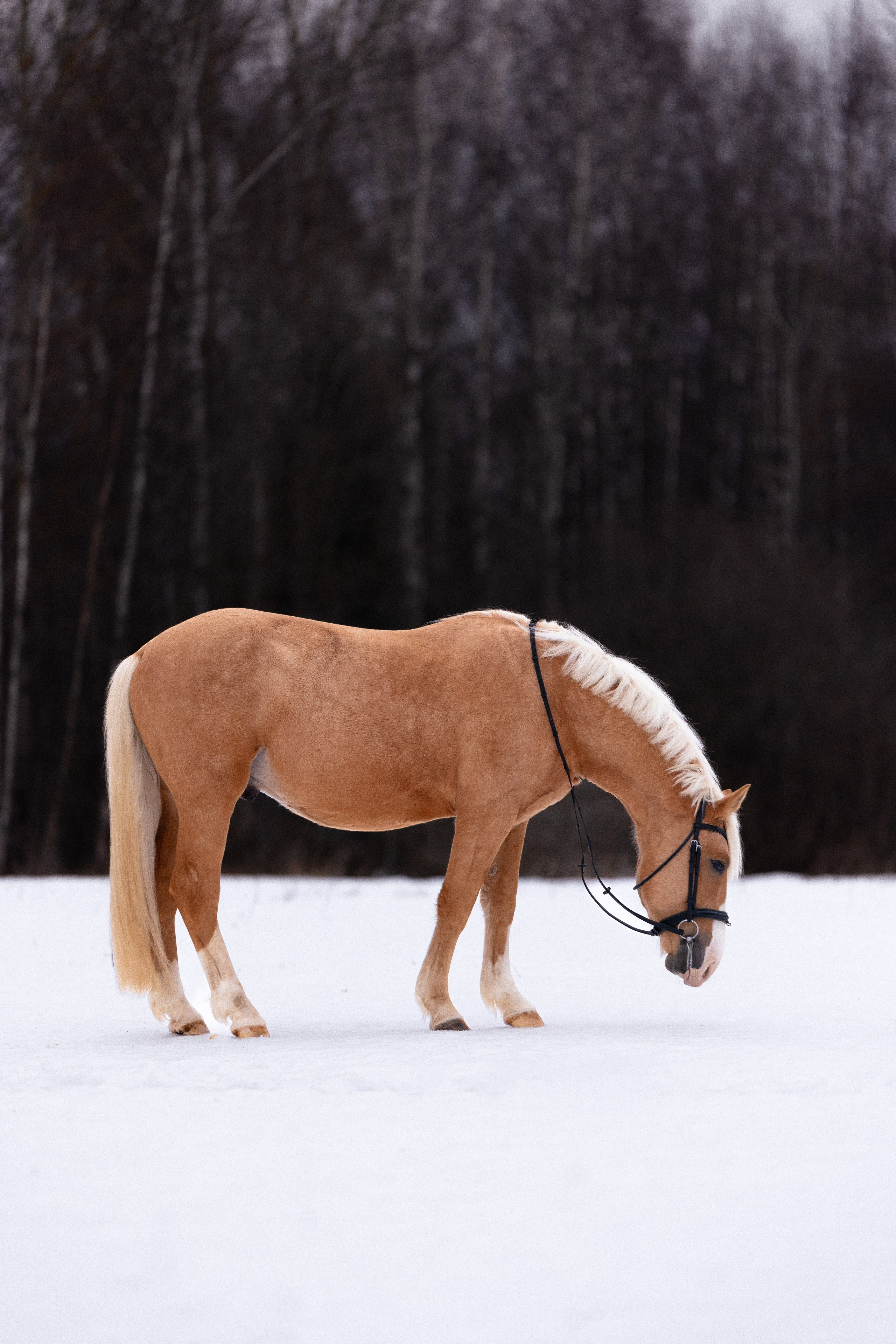 Бейкер. Фотограф и видеограф анималист Аганина Дарья