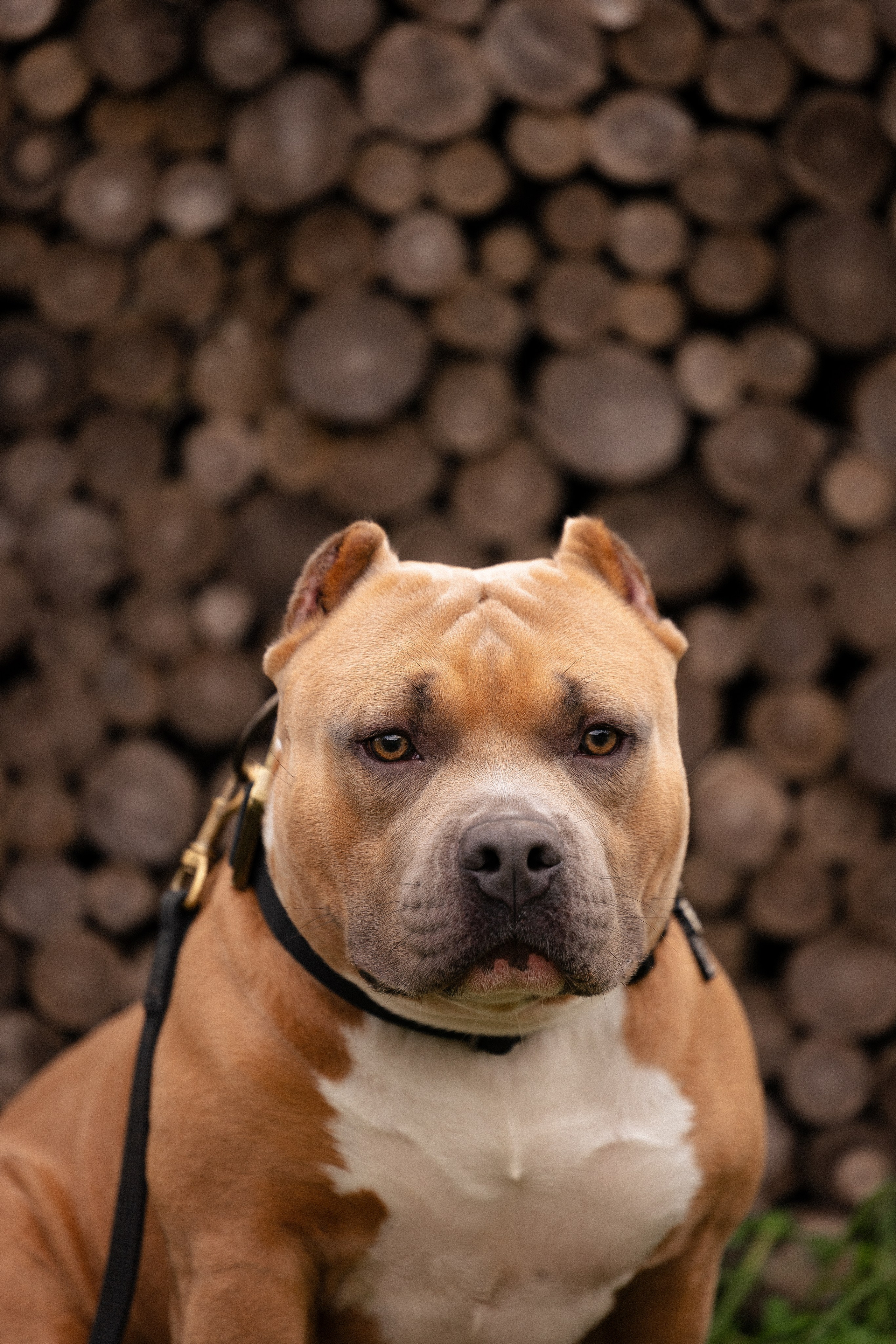 Алена и Тор. Фотограф и видеограф анималист Аганина Дарья