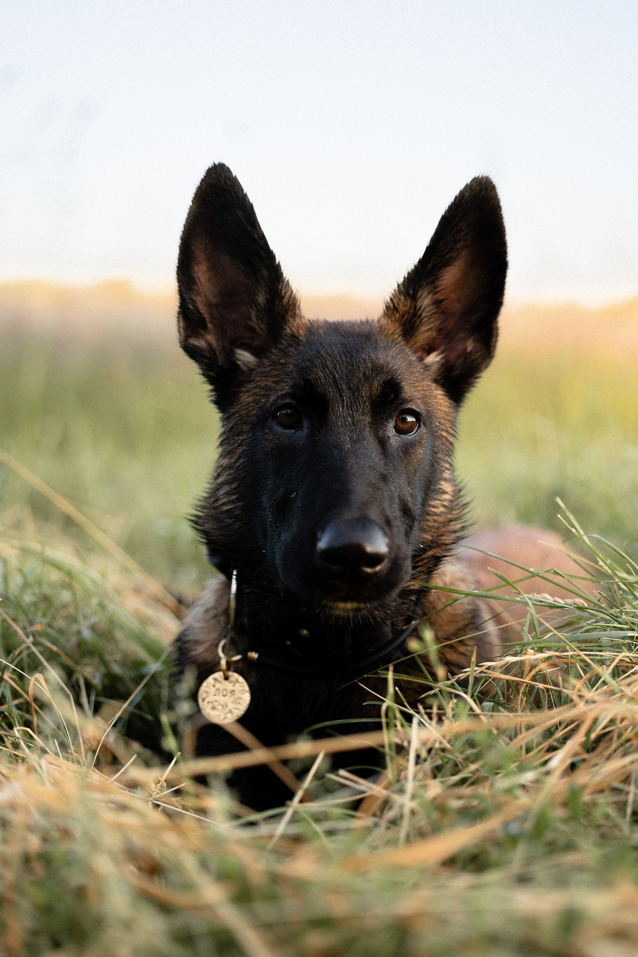 Галина и Лоя. Фотограф и видеограф анималист Аганина Дарья