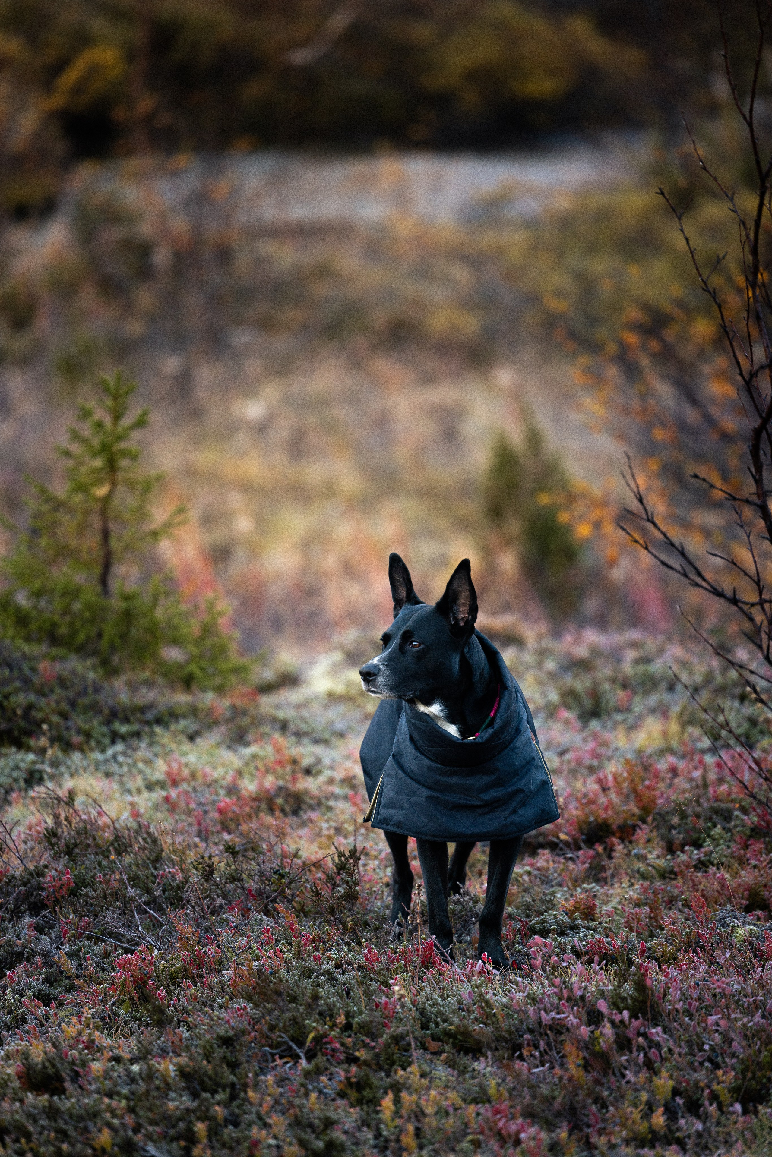 Кольский. Фотограф и видеограф анималист Аганина Дарья