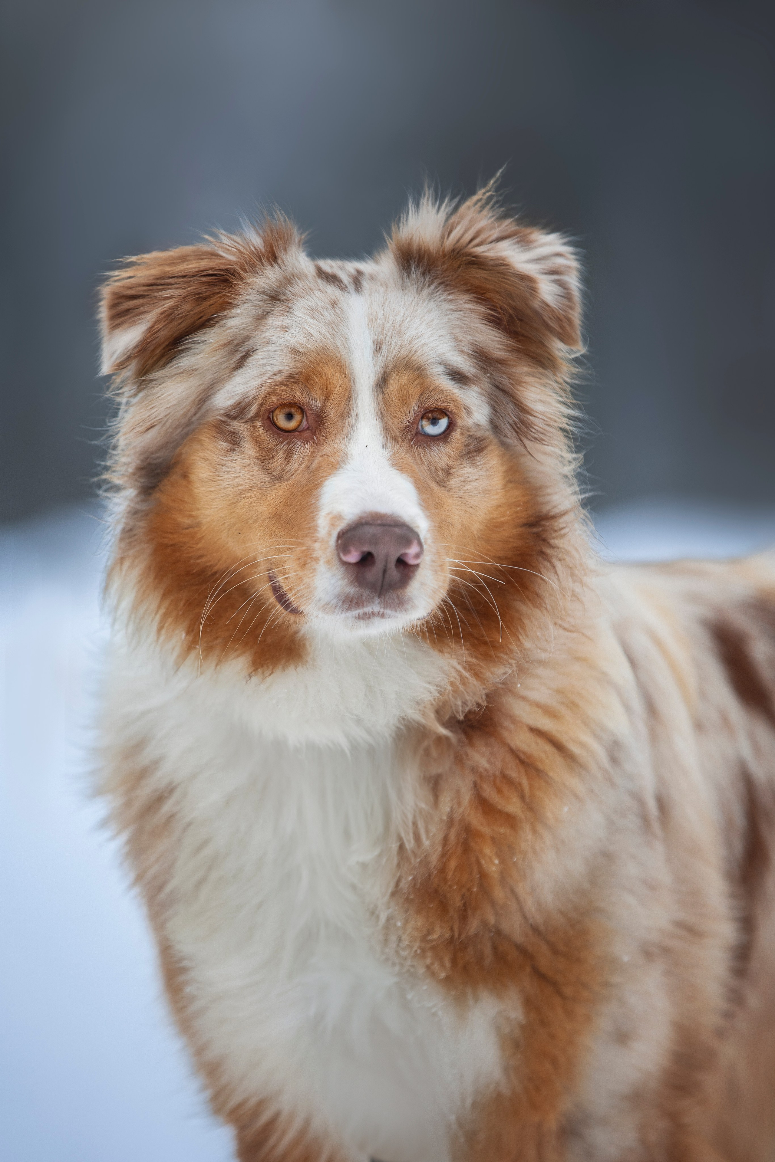 Настя, Игорь, Тесс и Марс. Фотограф анималист в Москве Майорова Евгения