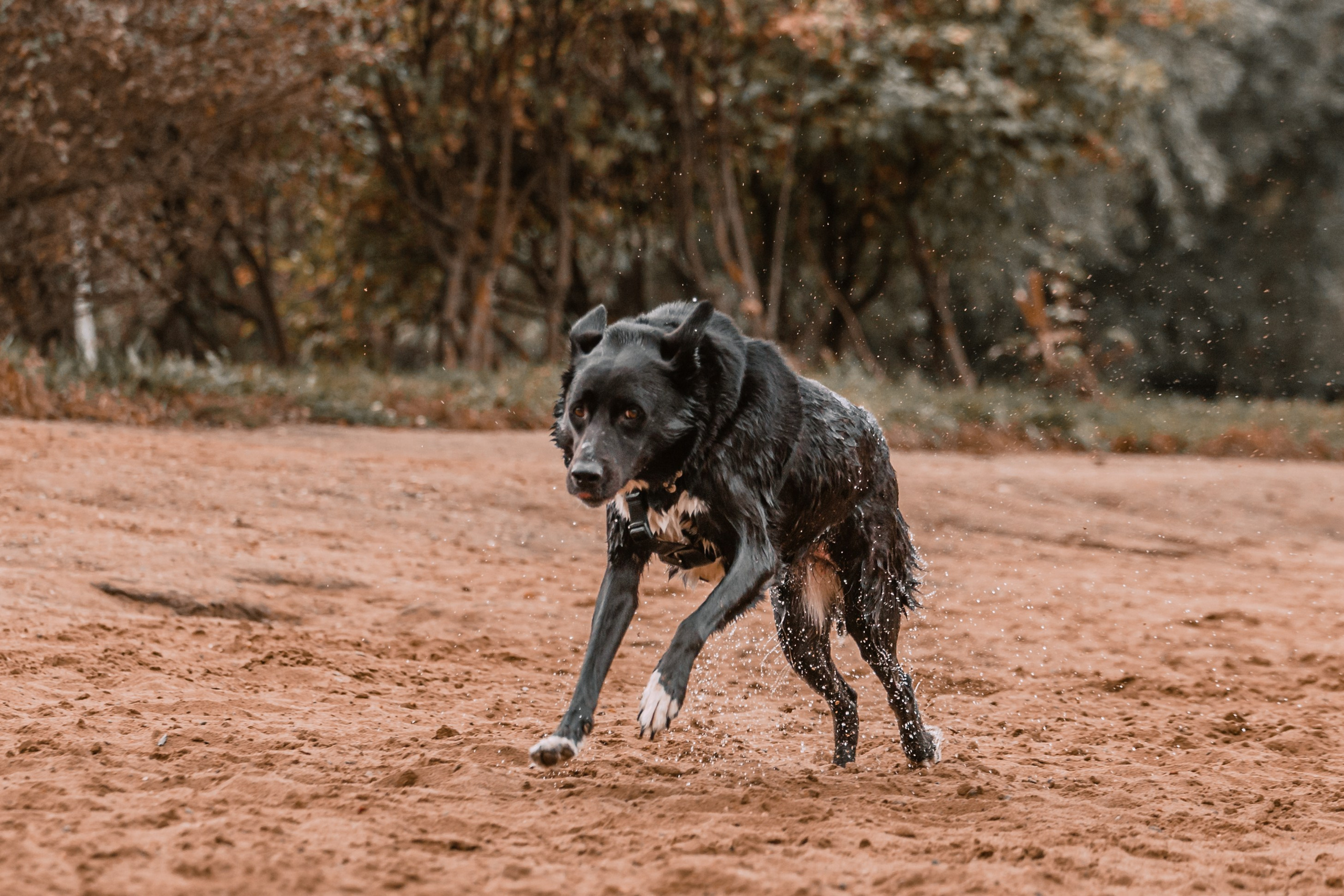 Юля и Фортуна. Фотограф-анималист Татьяна Степанова