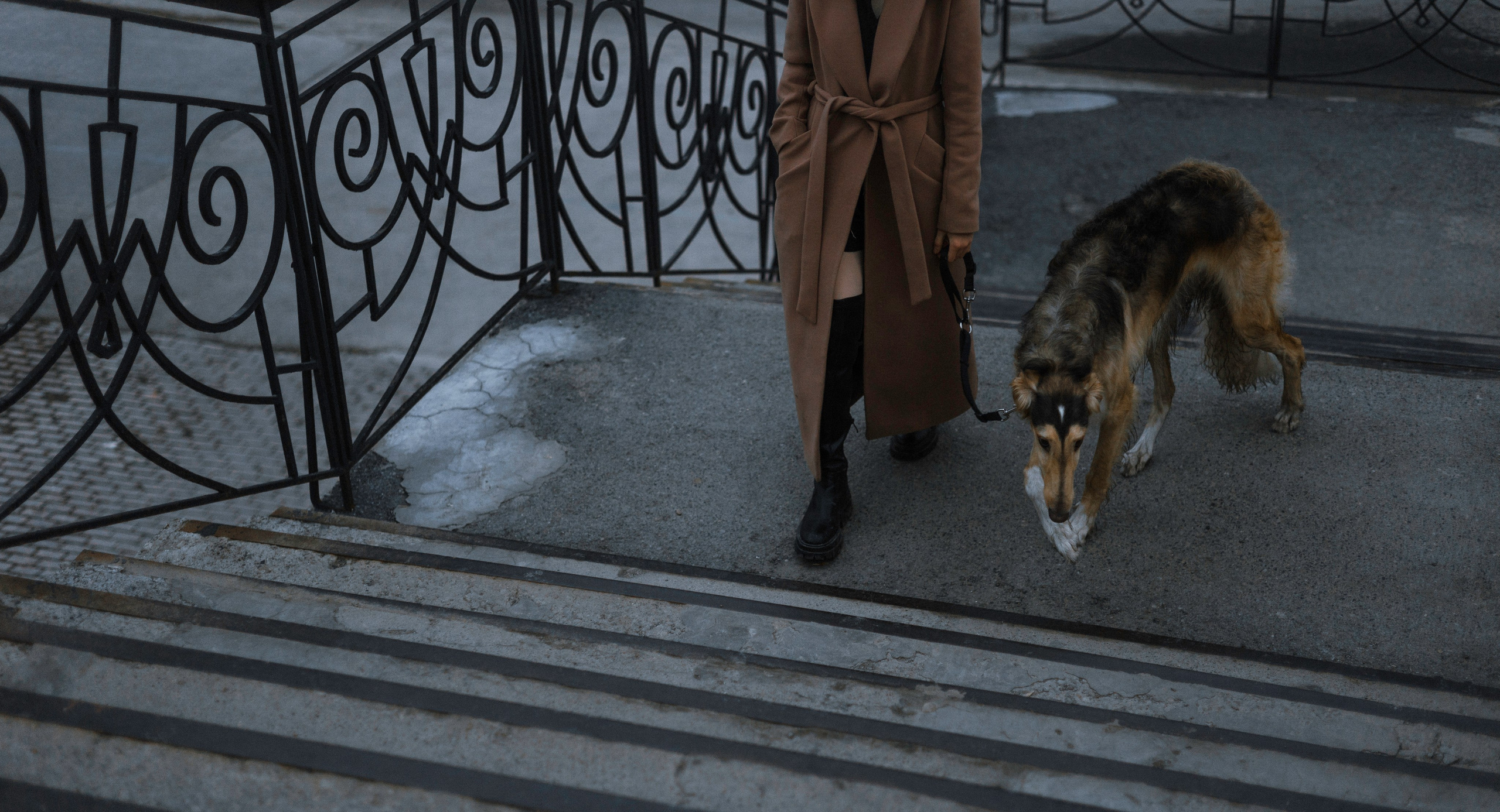 Алёна и Леви. Фотограф-анималист Богданова Полина