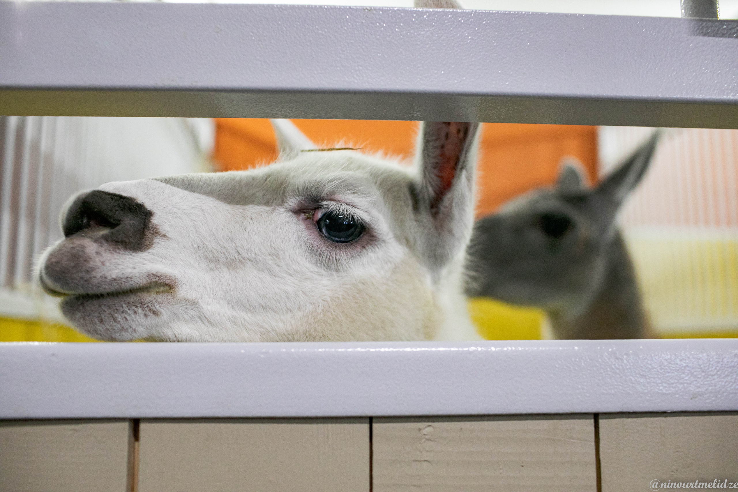 В закулисье у братьев Запашных. Art photographer Nino