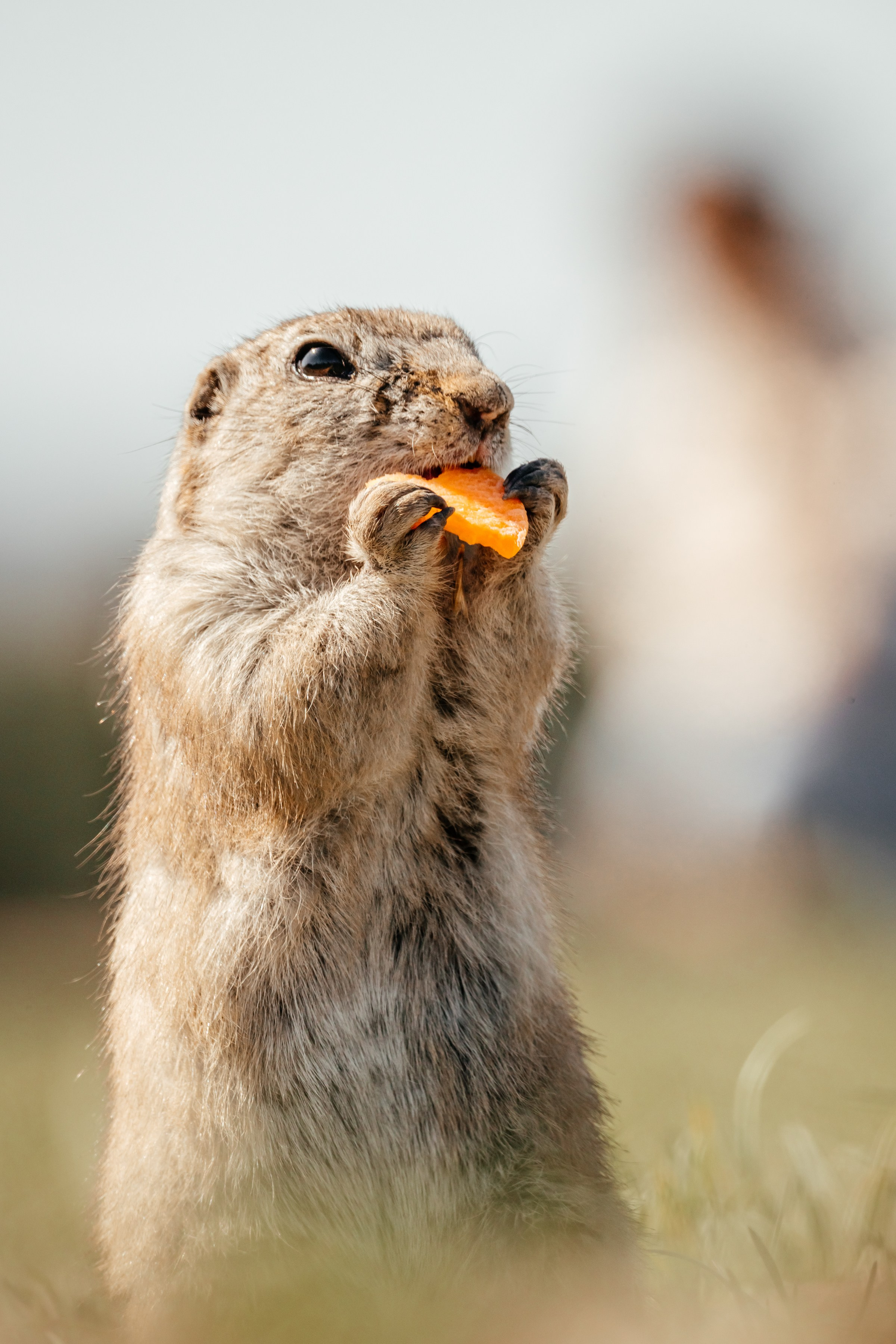 Суслики. Фотограф в Красноярске Оксана Корчагина