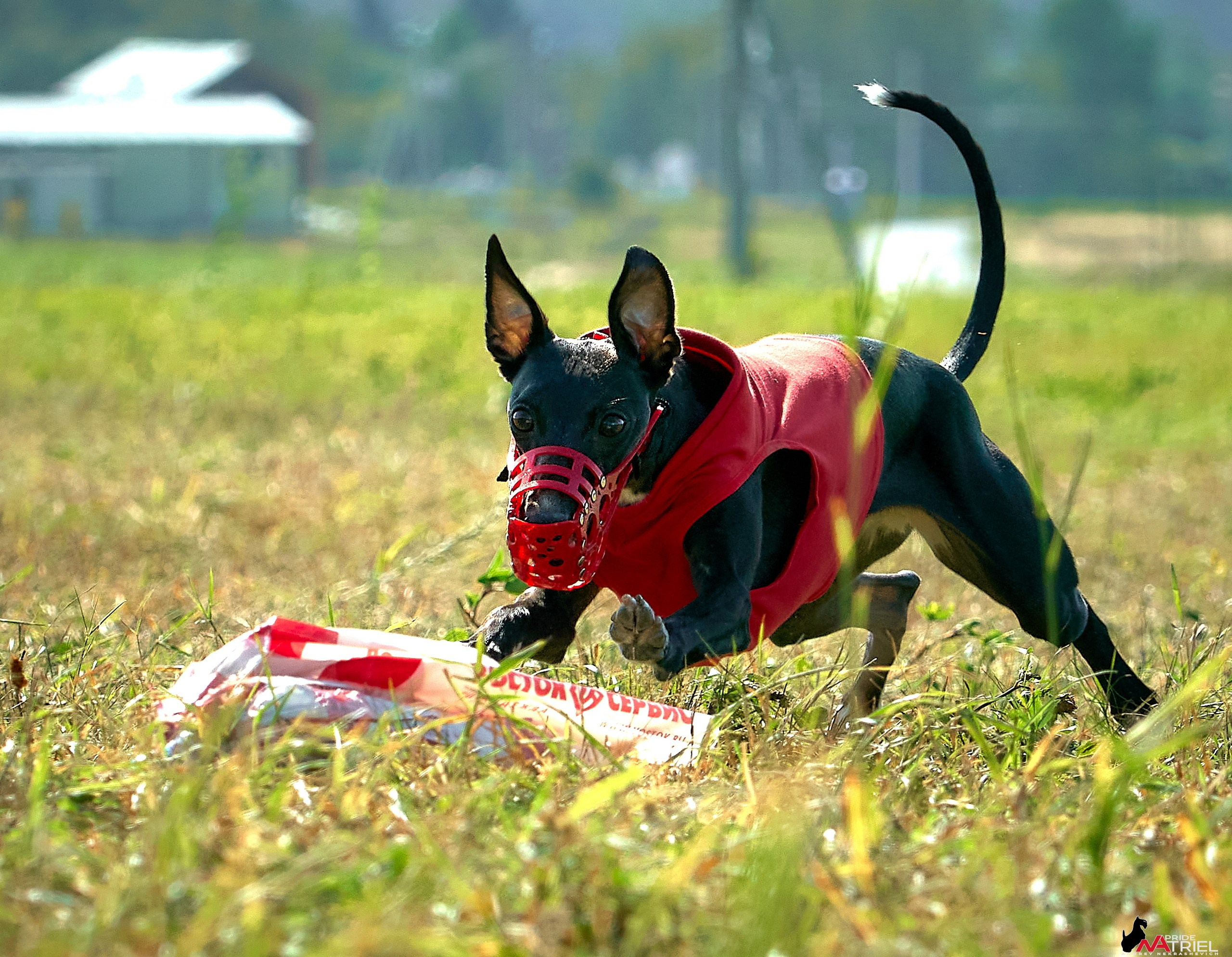 Съемка курсинг — галерея NATRIEL