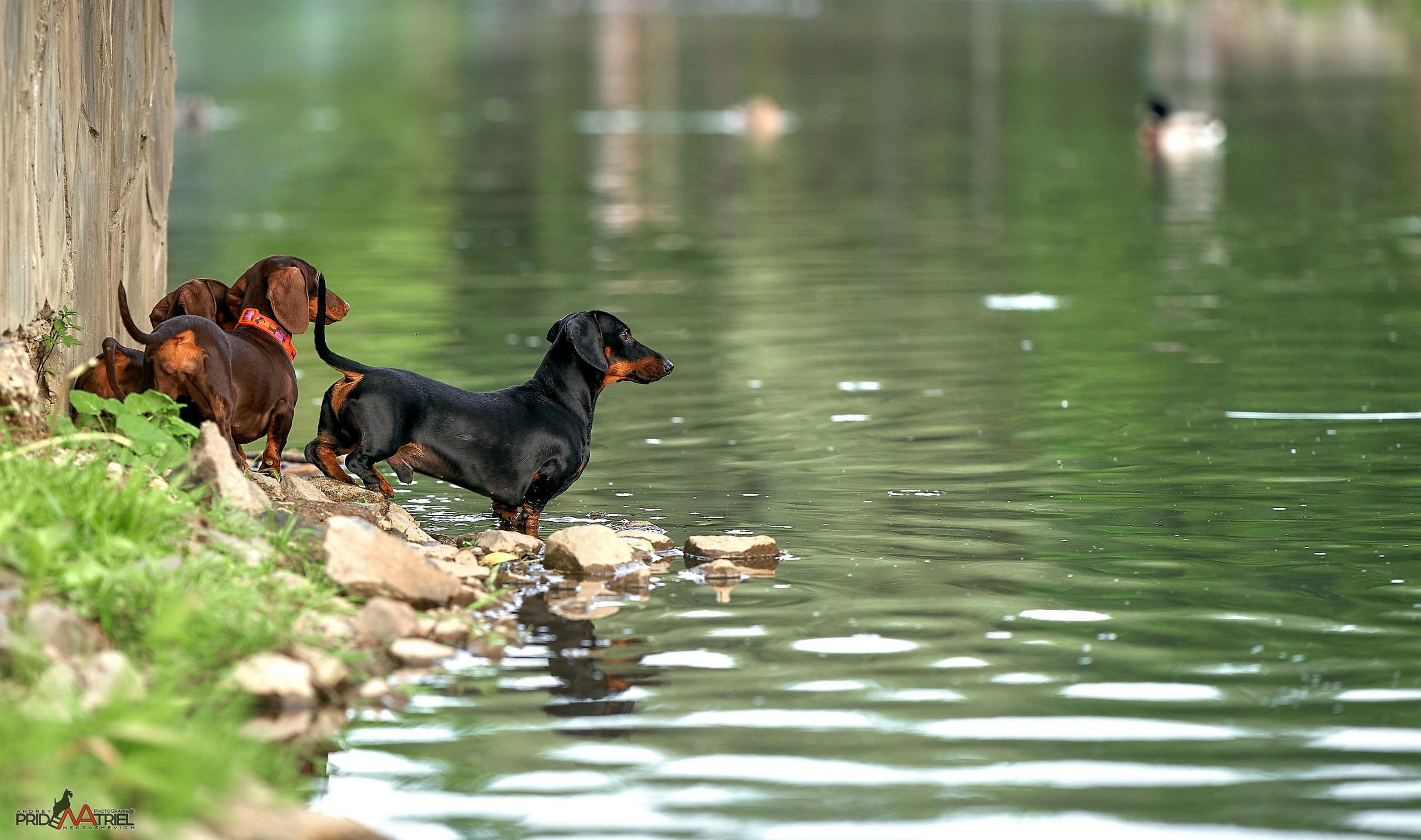 Портреты собак — галерея NATRIEL