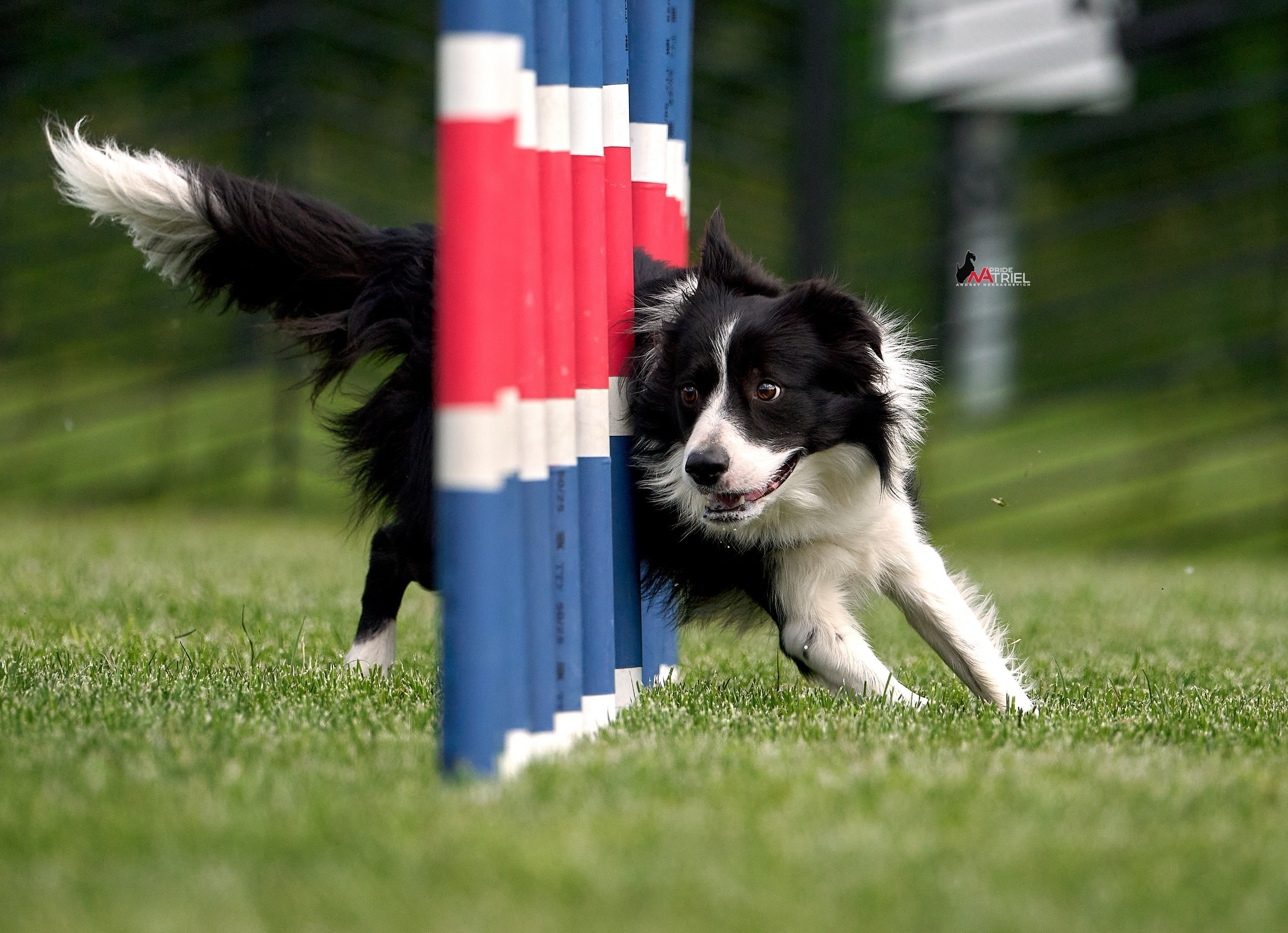 Аджилити — галерея NATRIEL