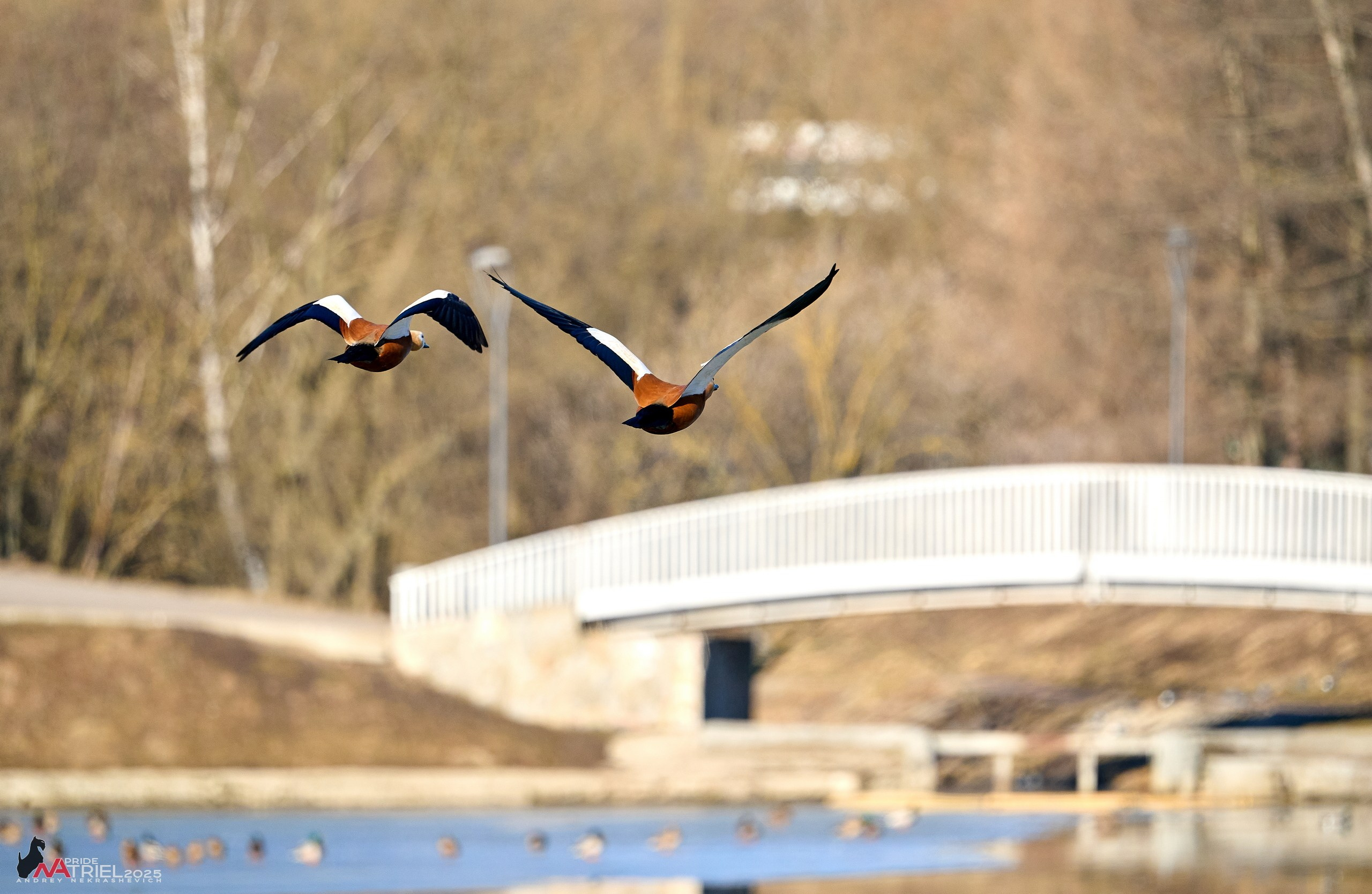 Фотопрогулка в Бутово