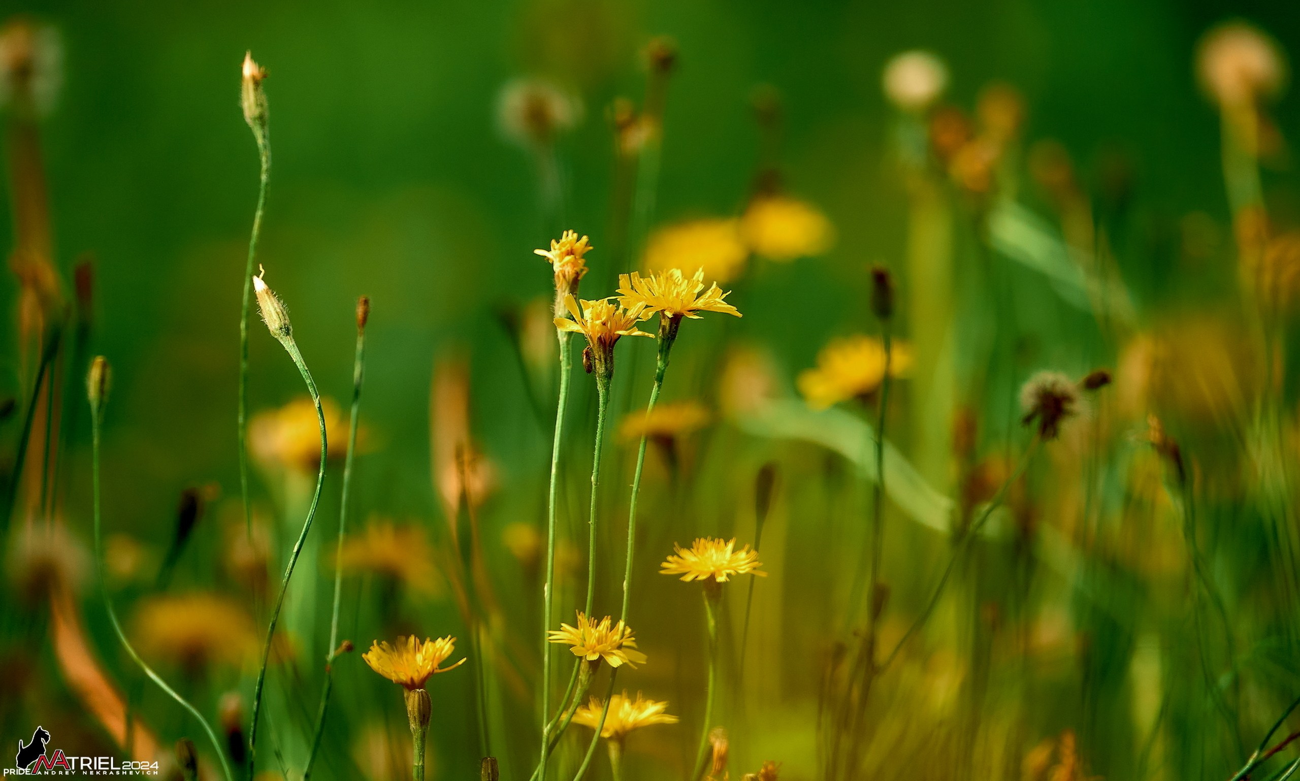 Лютики-цветочки — галерея NATRIEL