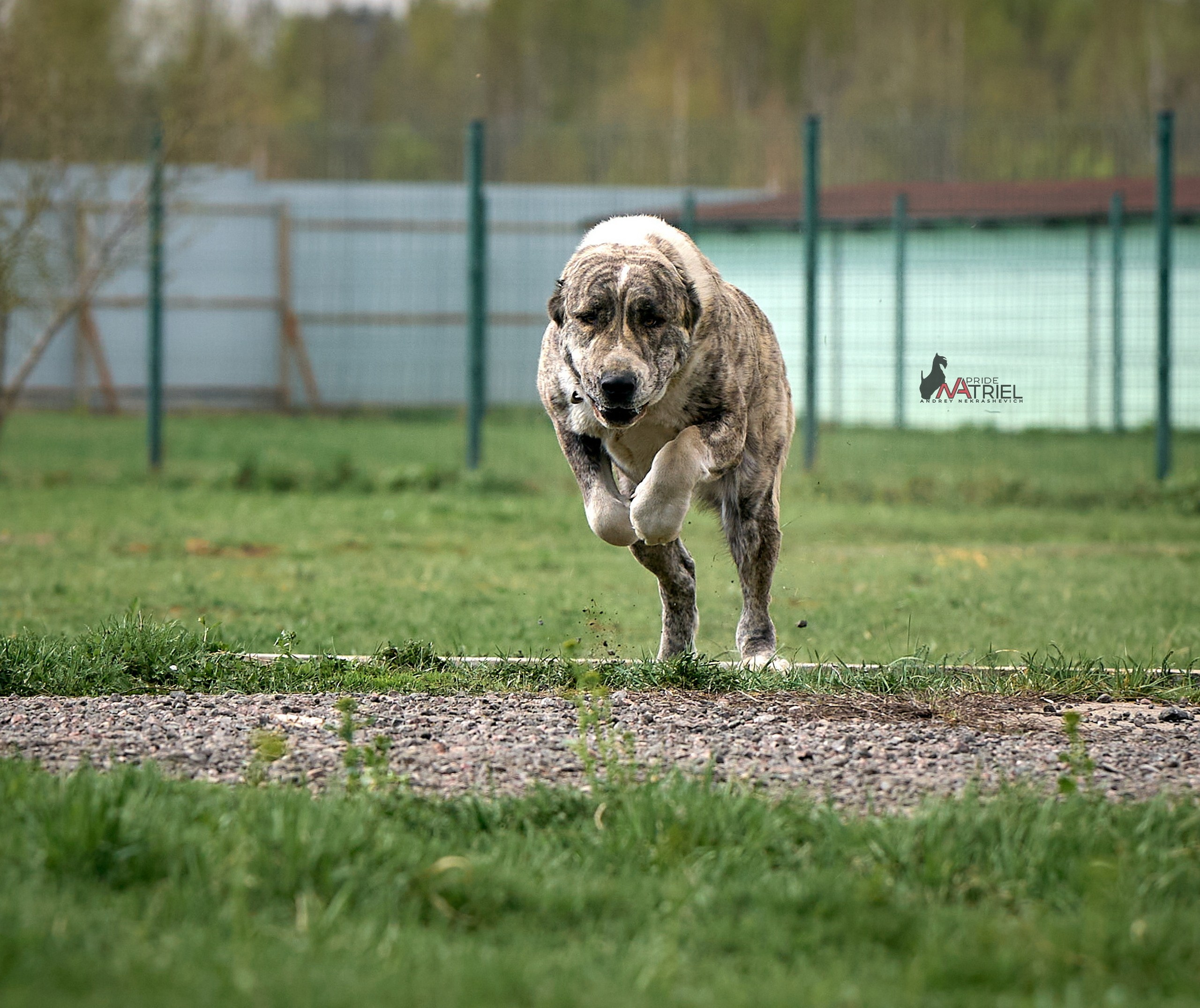 Среднеазиаты — щенки и взрослые