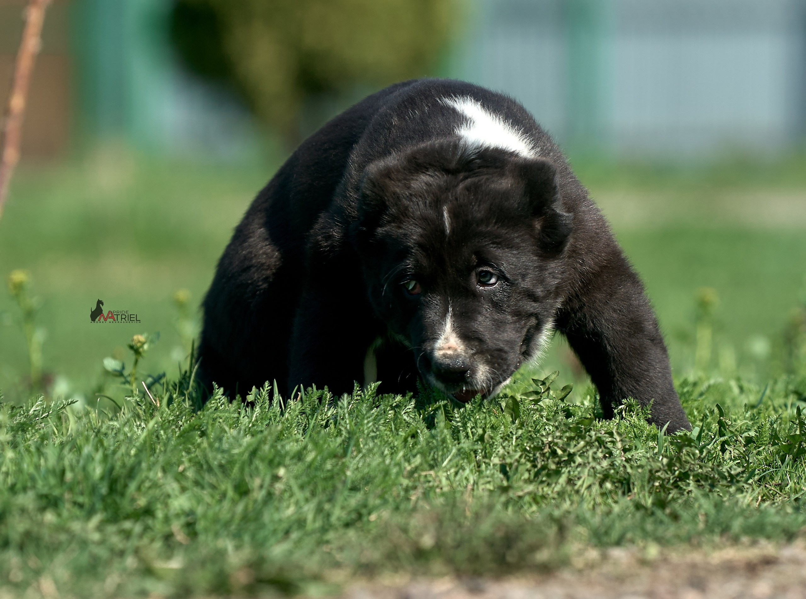 Среднеазиаты — щенки и взрослые