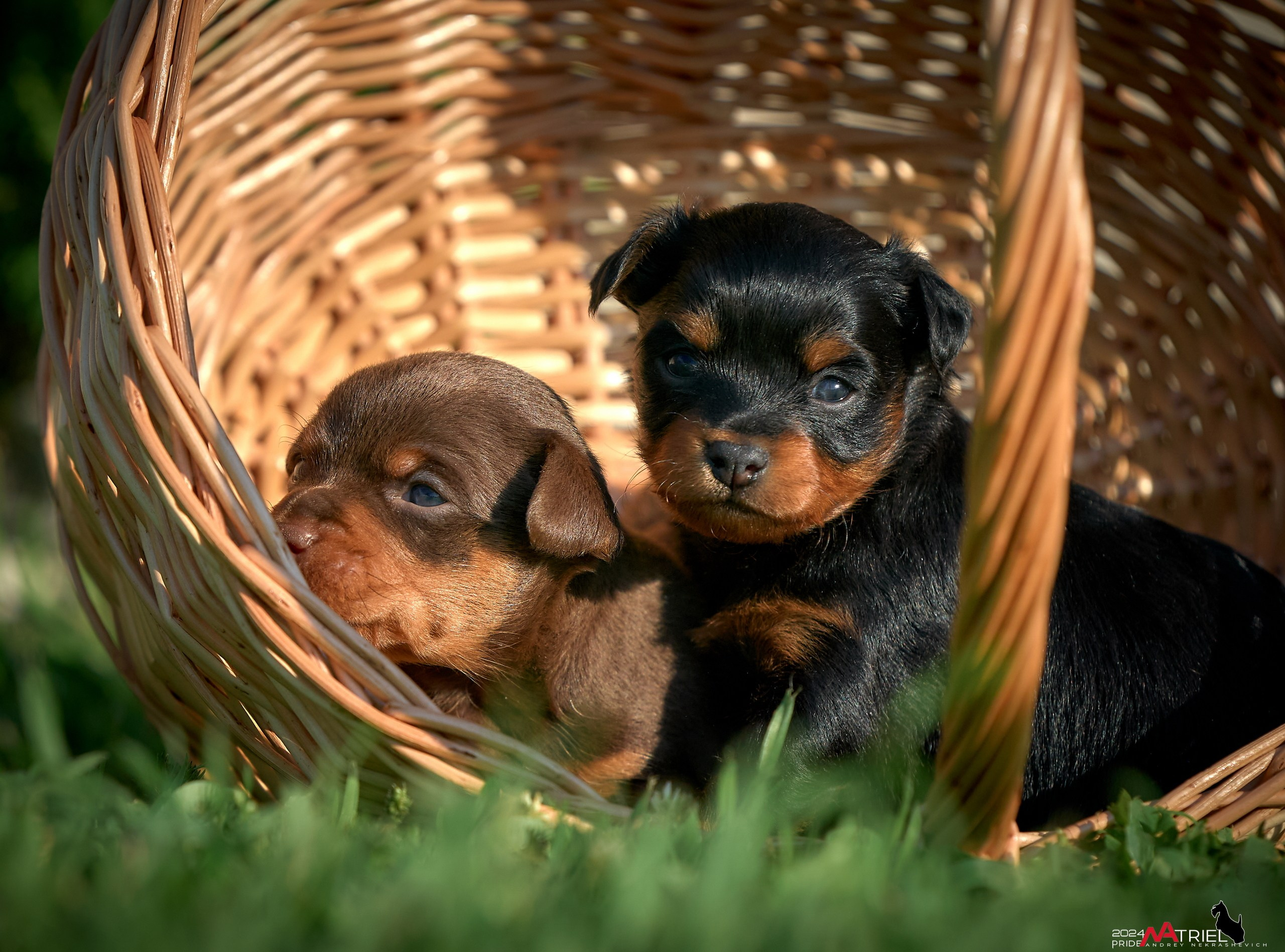 Фотопрогулка с крысариками