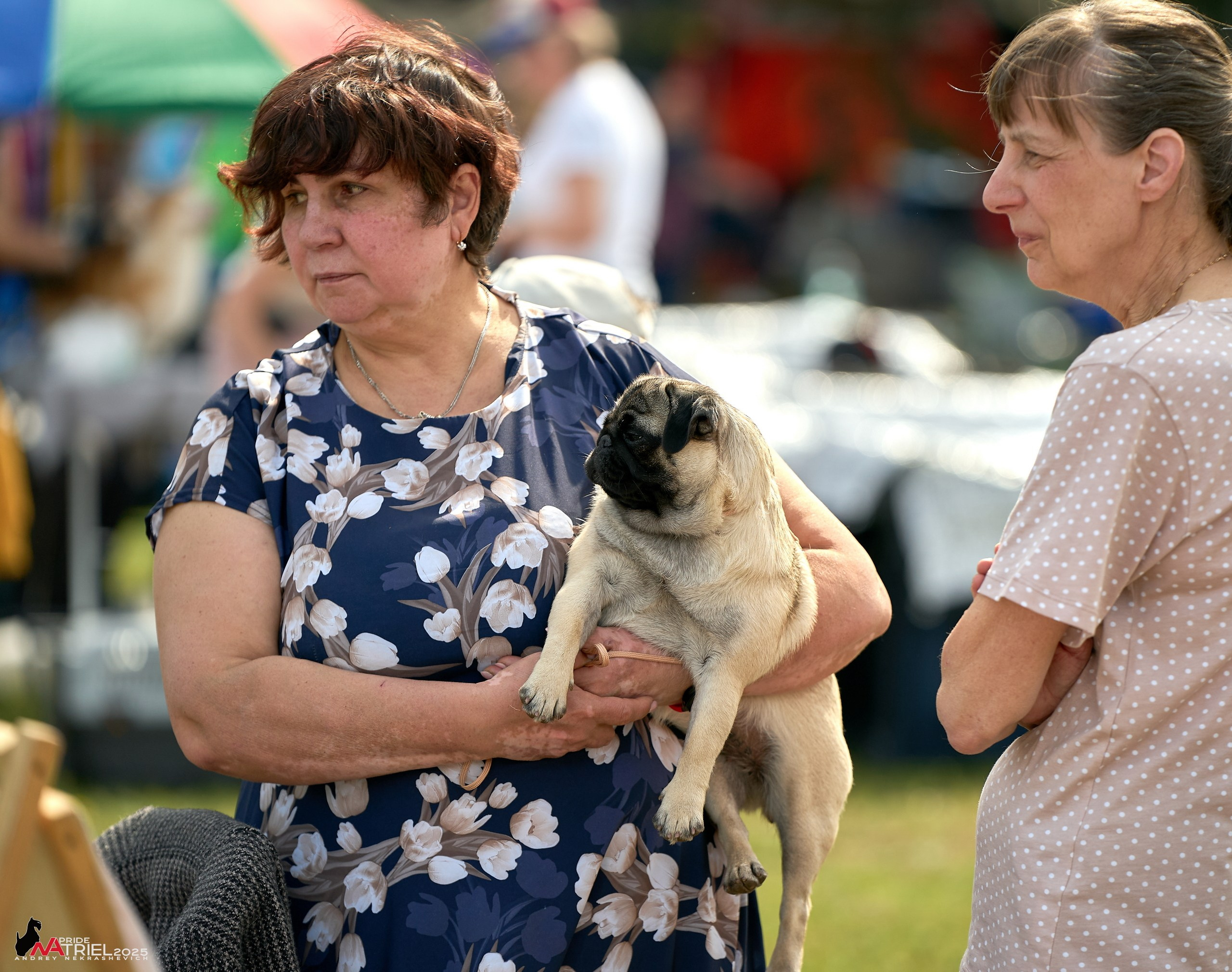 Выставка собак Суздаль-Владимир