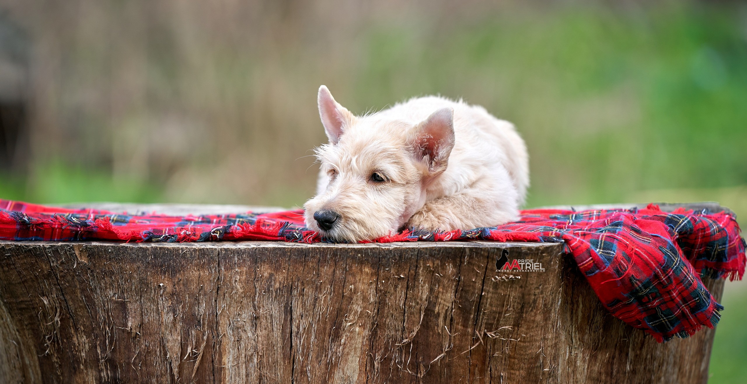 Щенки на прогулке — галерея NATRIEL