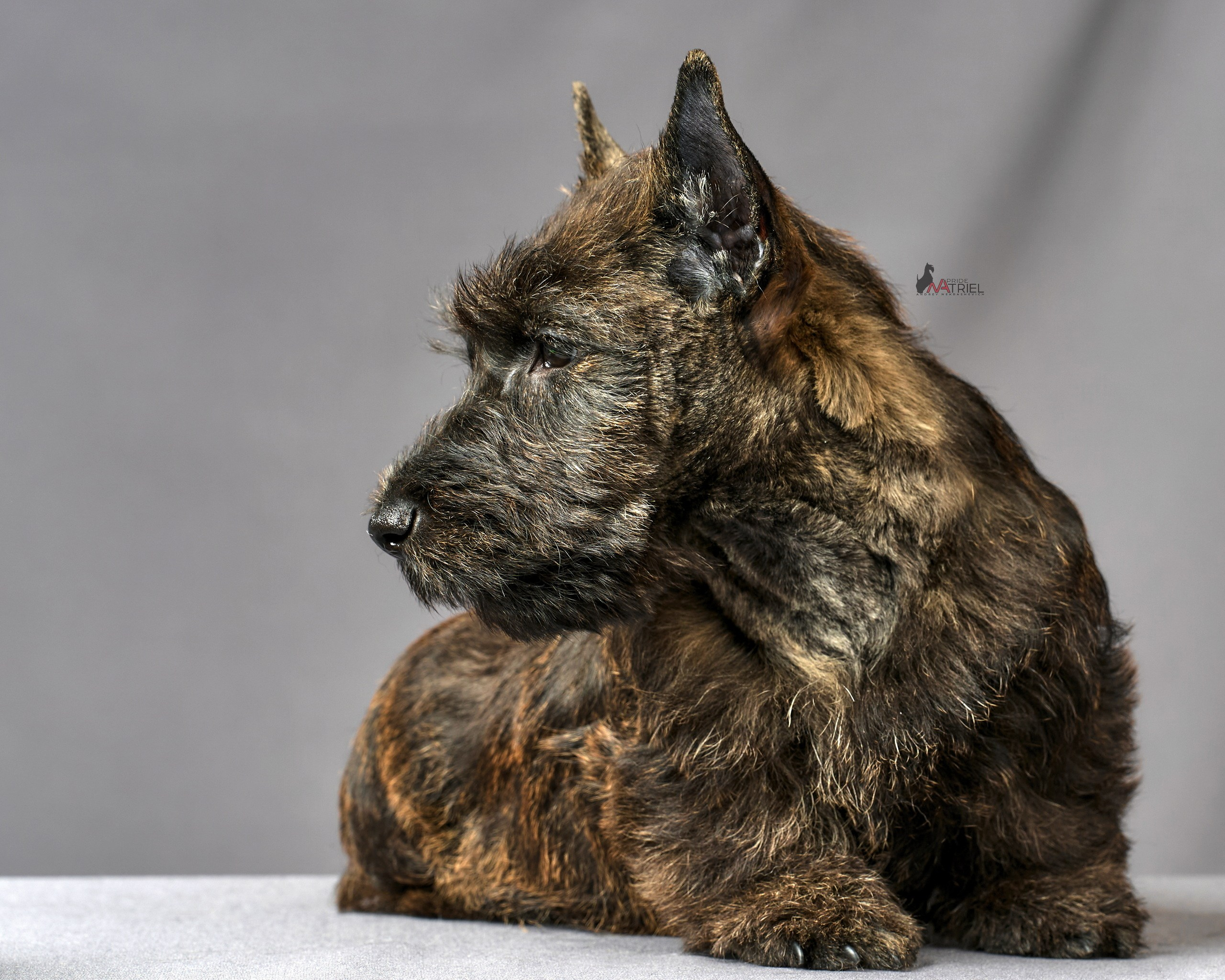 Съемка щенков скотч-терьеров