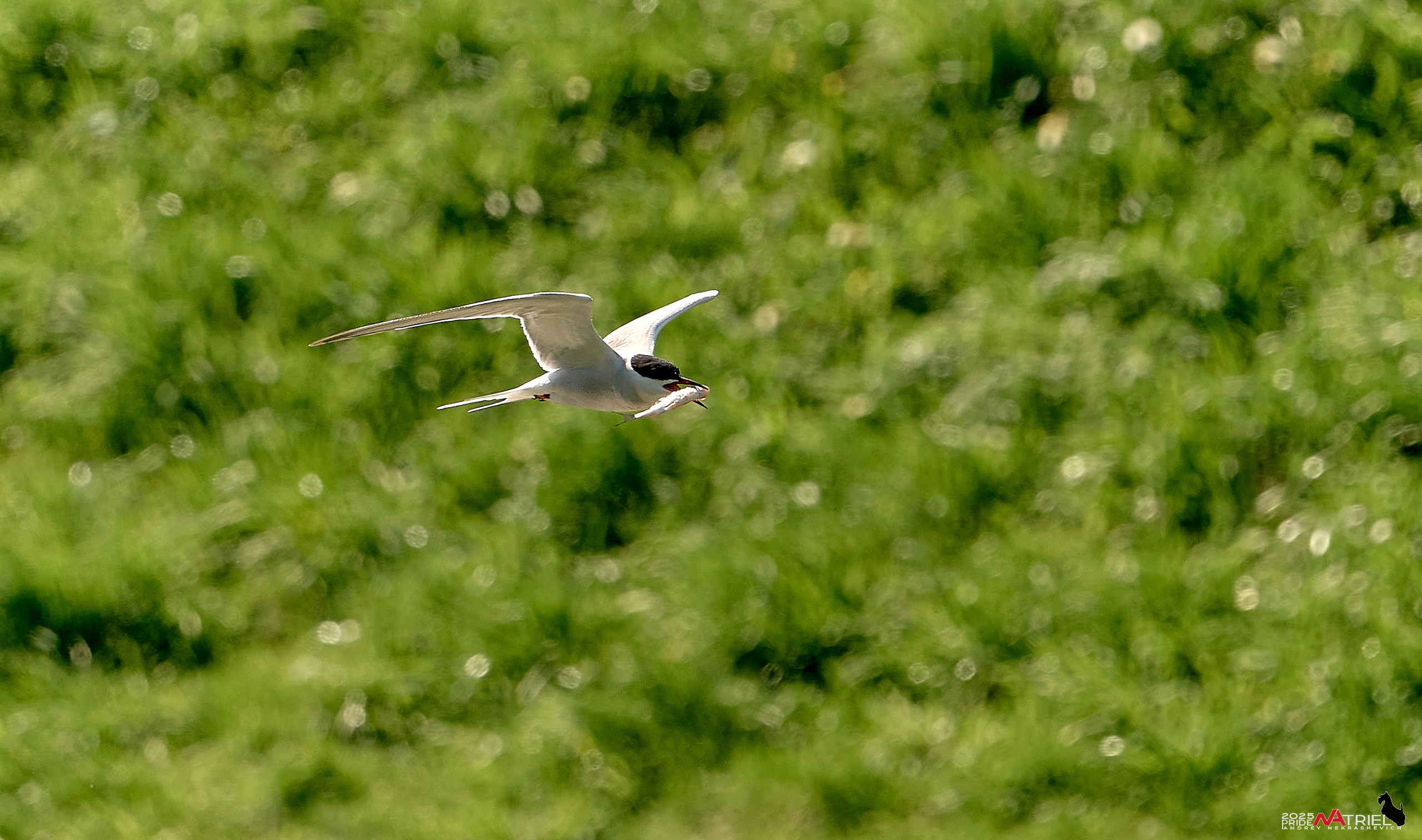 Птички и цветочки