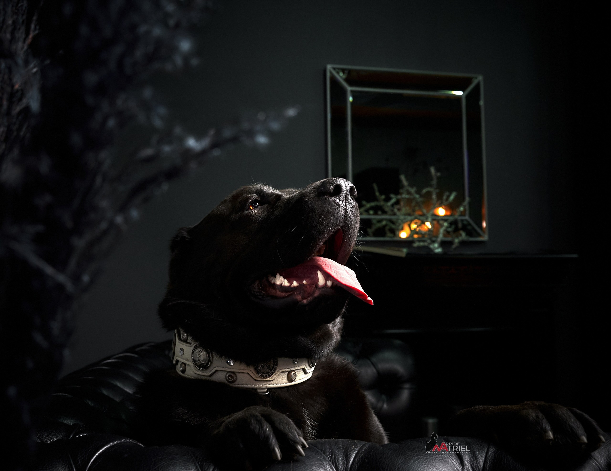 Собаки в студии — галерея NATRIEL