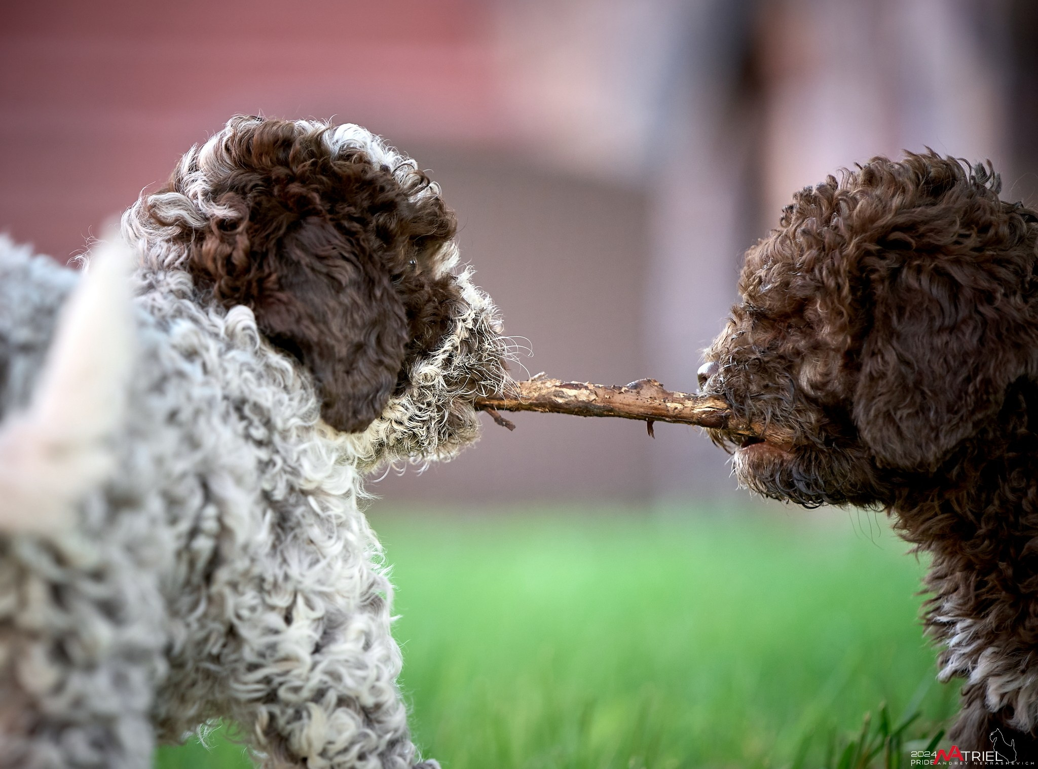 Съемка щенков лаготто на природе