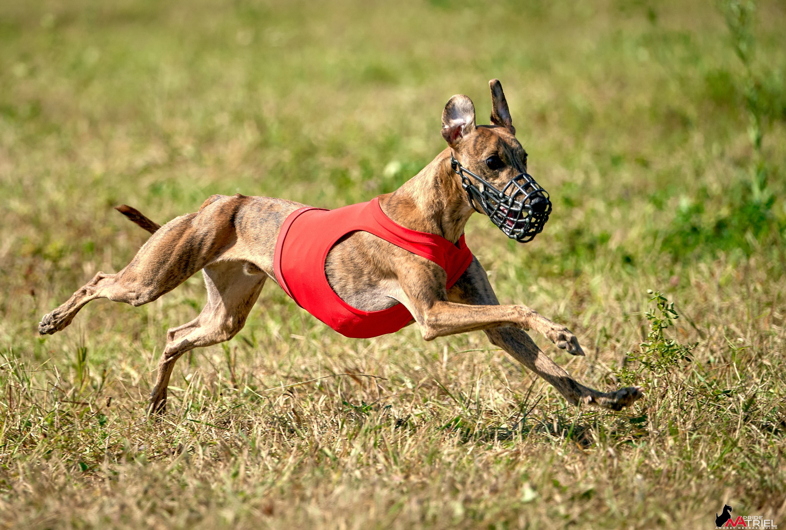 Съемка курсинг — галерея NATRIEL