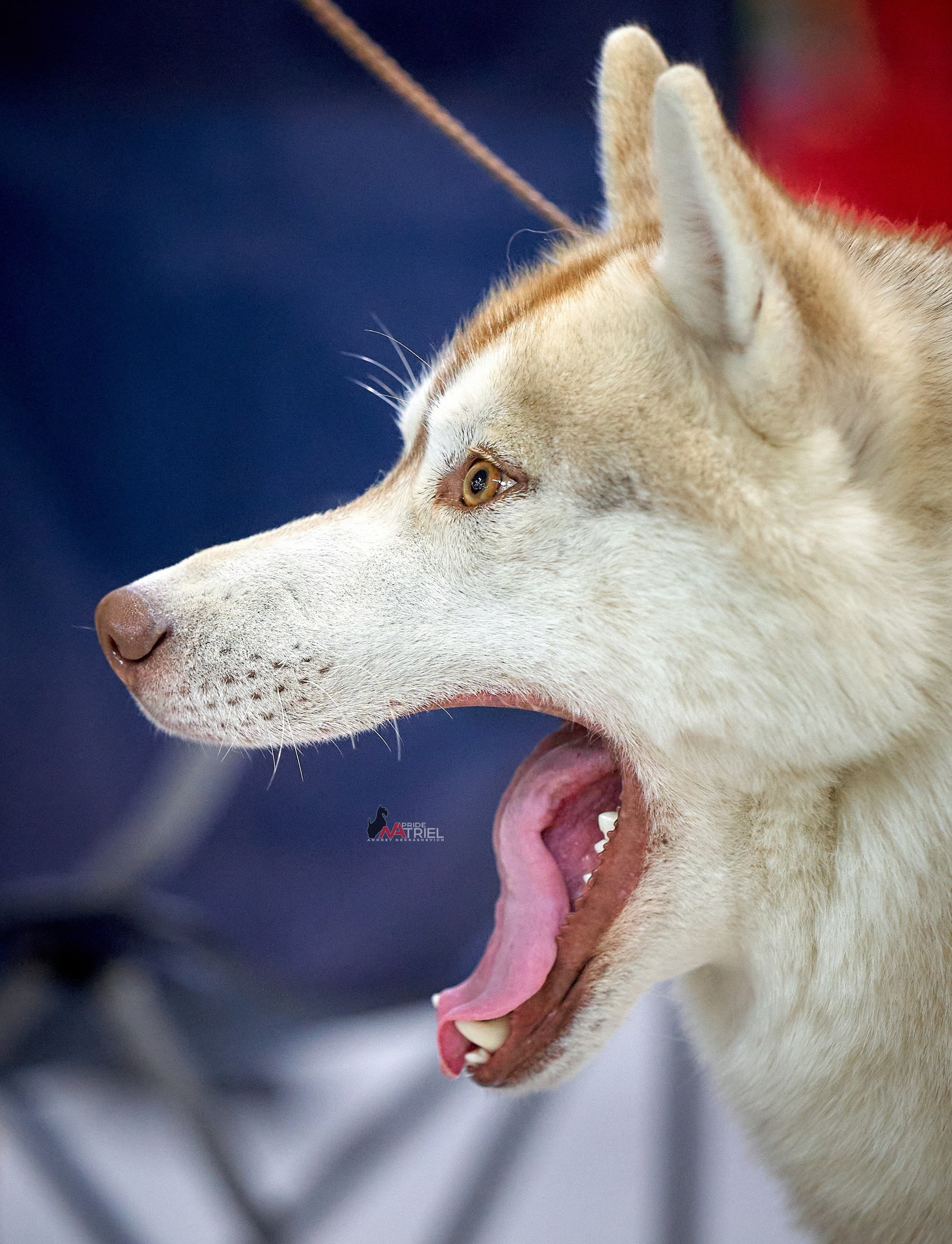 Портреты собак — галерея NATRIEL