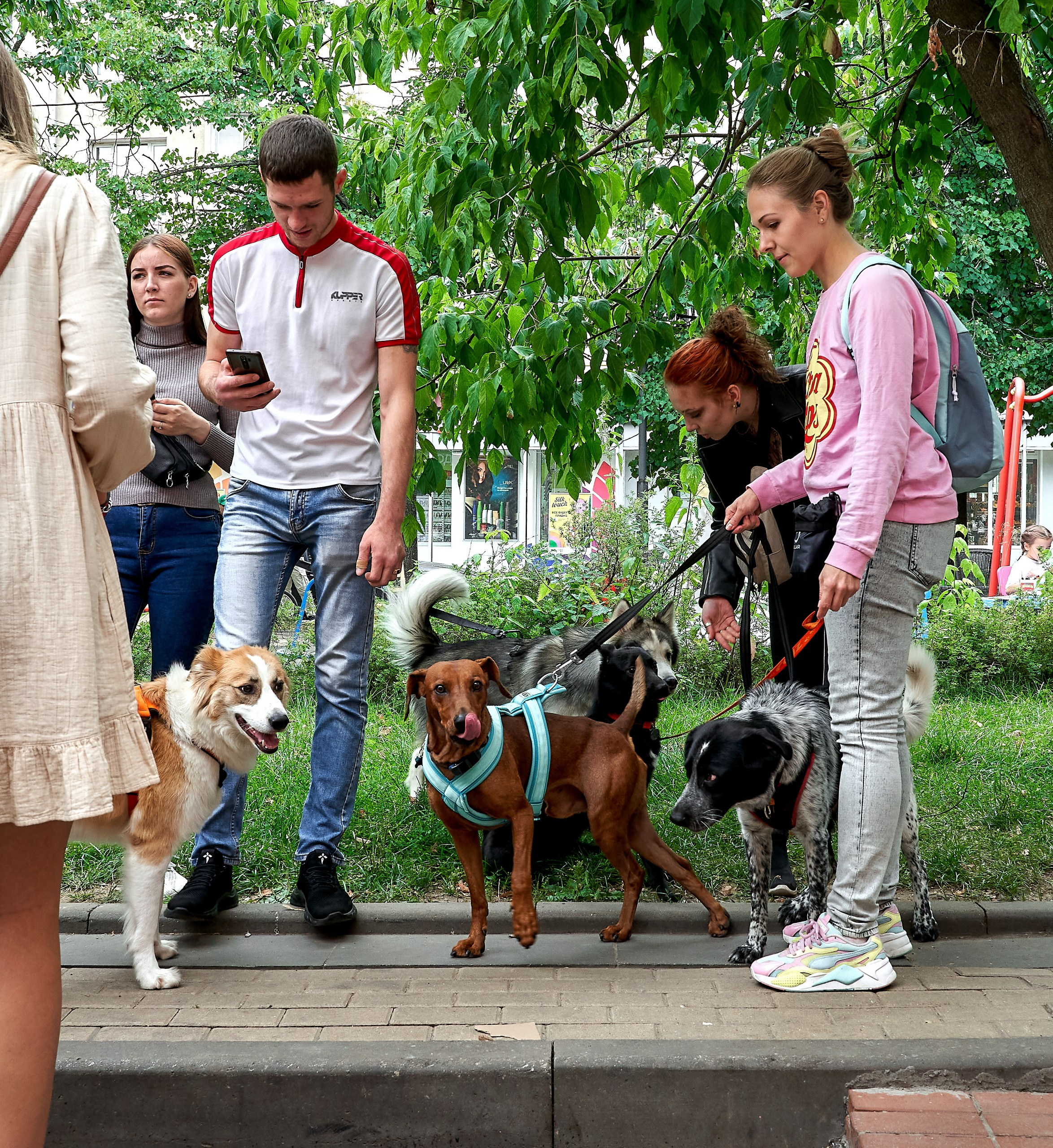 Мероприятия с собаками — галерея NATRIEL
