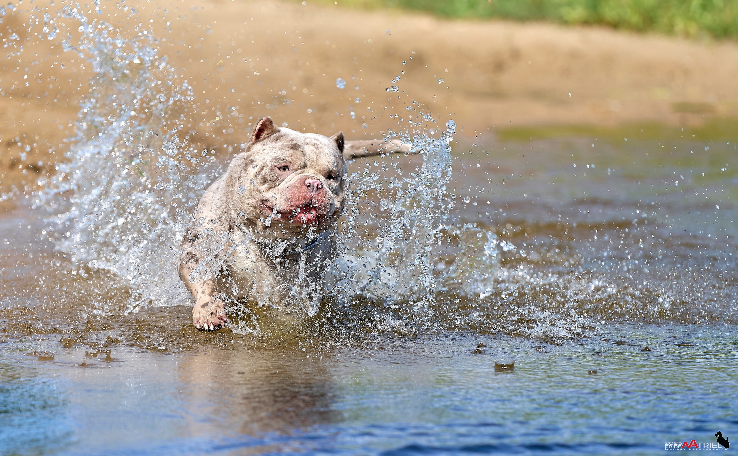 Съемка собак породы булли на природе