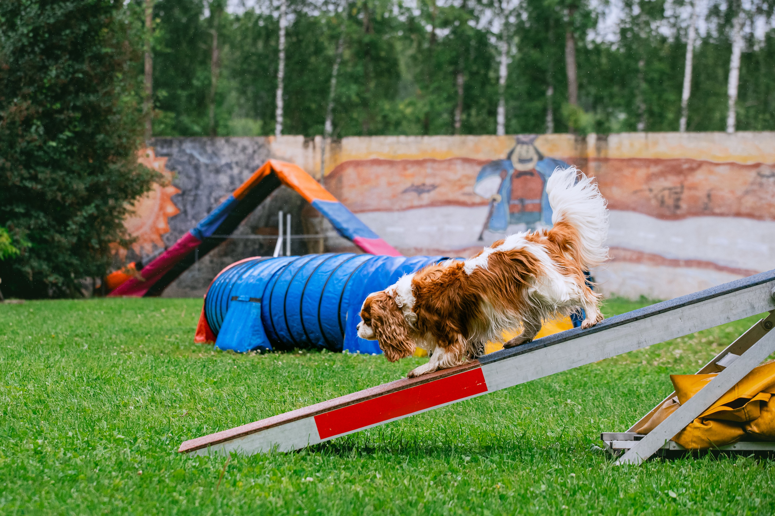 Соревнования по аджилити Долгопрудный 30.06.2025. Фотограф-анималист Татьяна Степанова