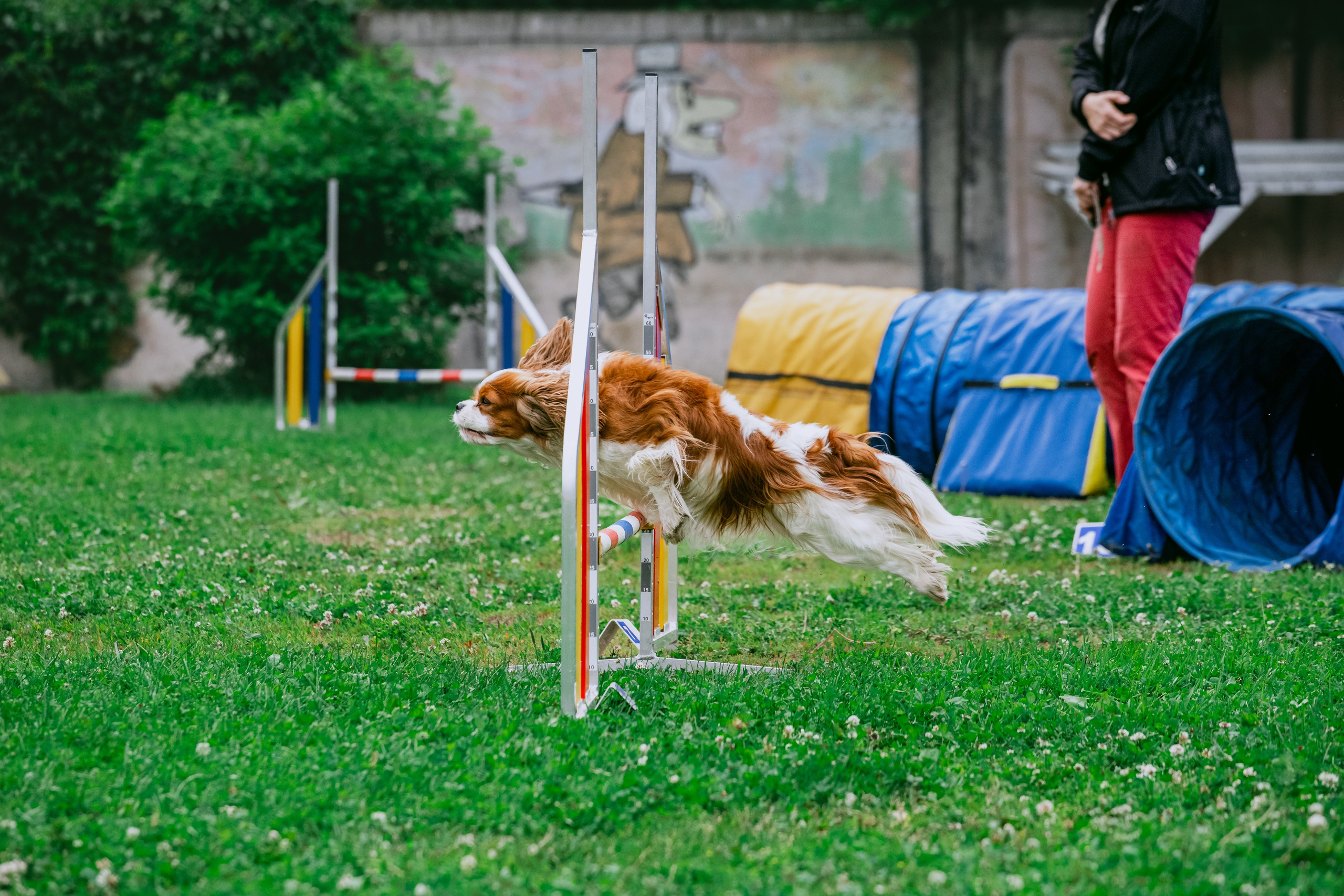 Соревнования по аджилити Долгопрудный 30.06.2025. Фотограф-анималист Татьяна Степанова