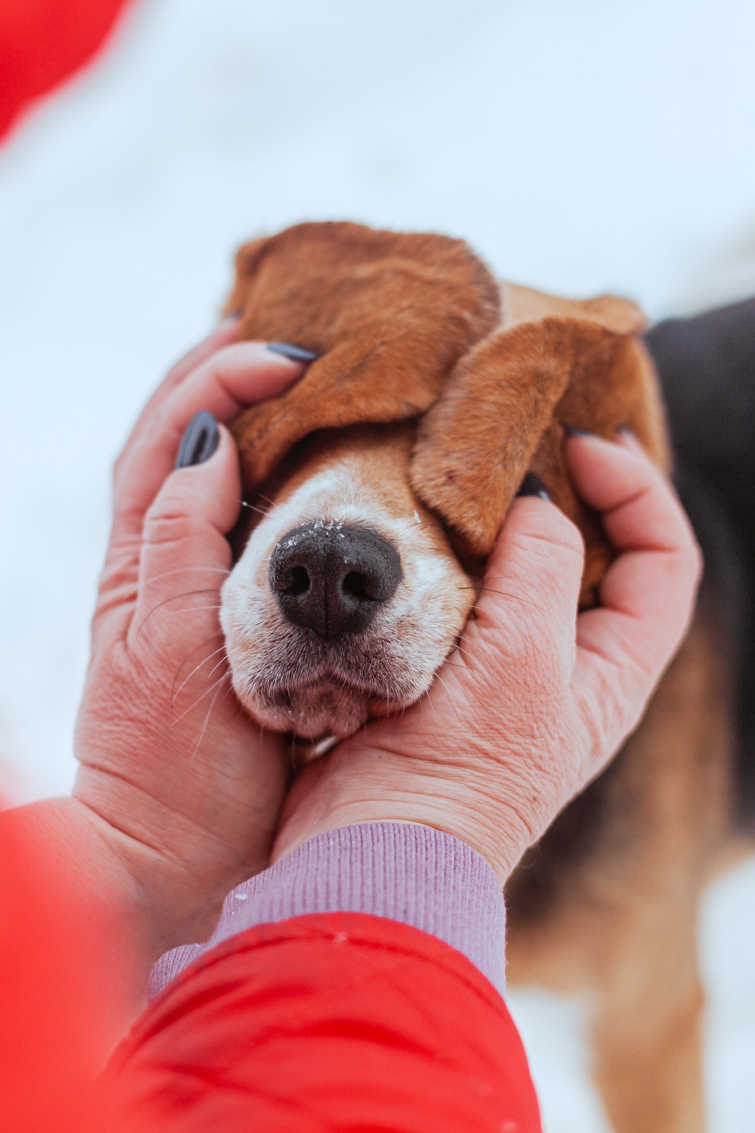 Дом для Биглей 2023. Фотограф-анималист Татьяна Степанова