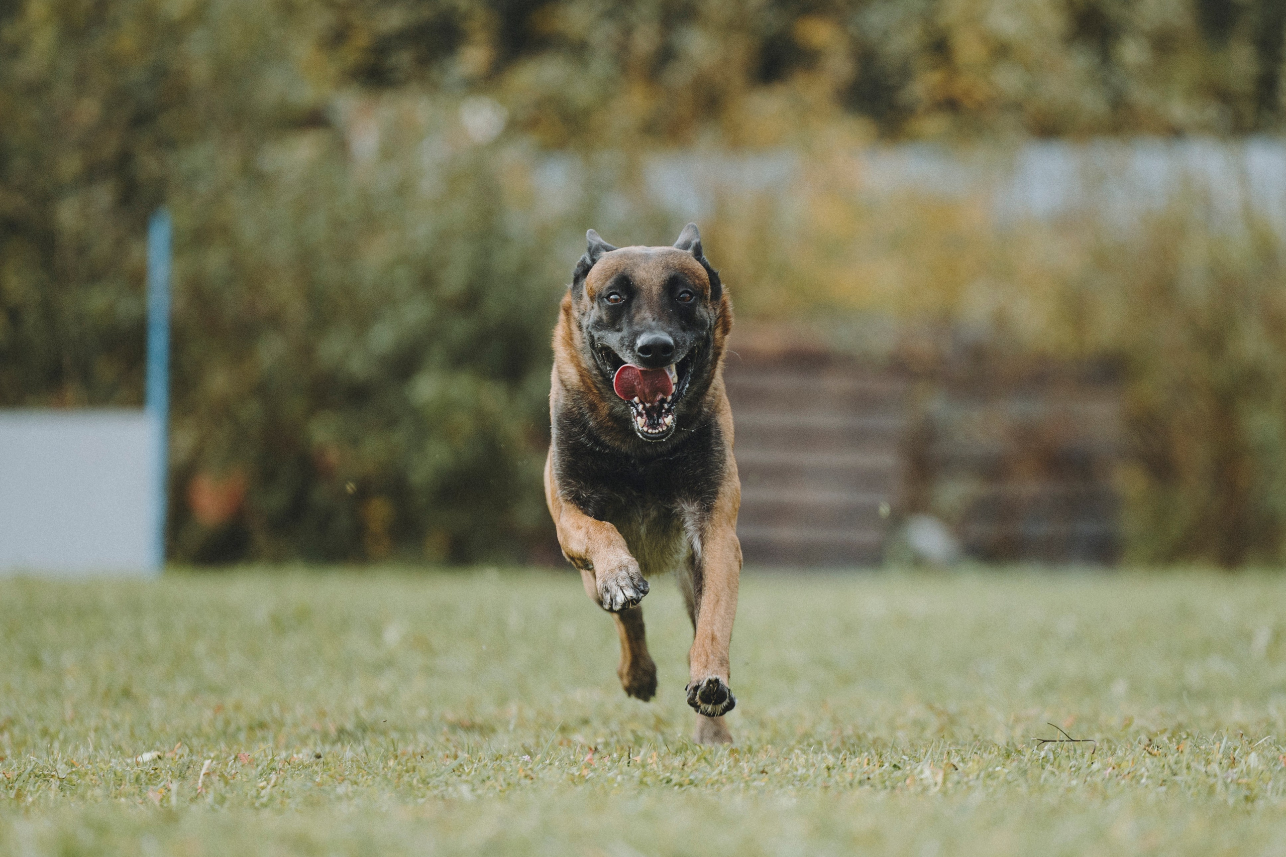 Испытания по мондьорингу г. Пушкин 29.09.2024. Фотограф-анималист Анна Маринич