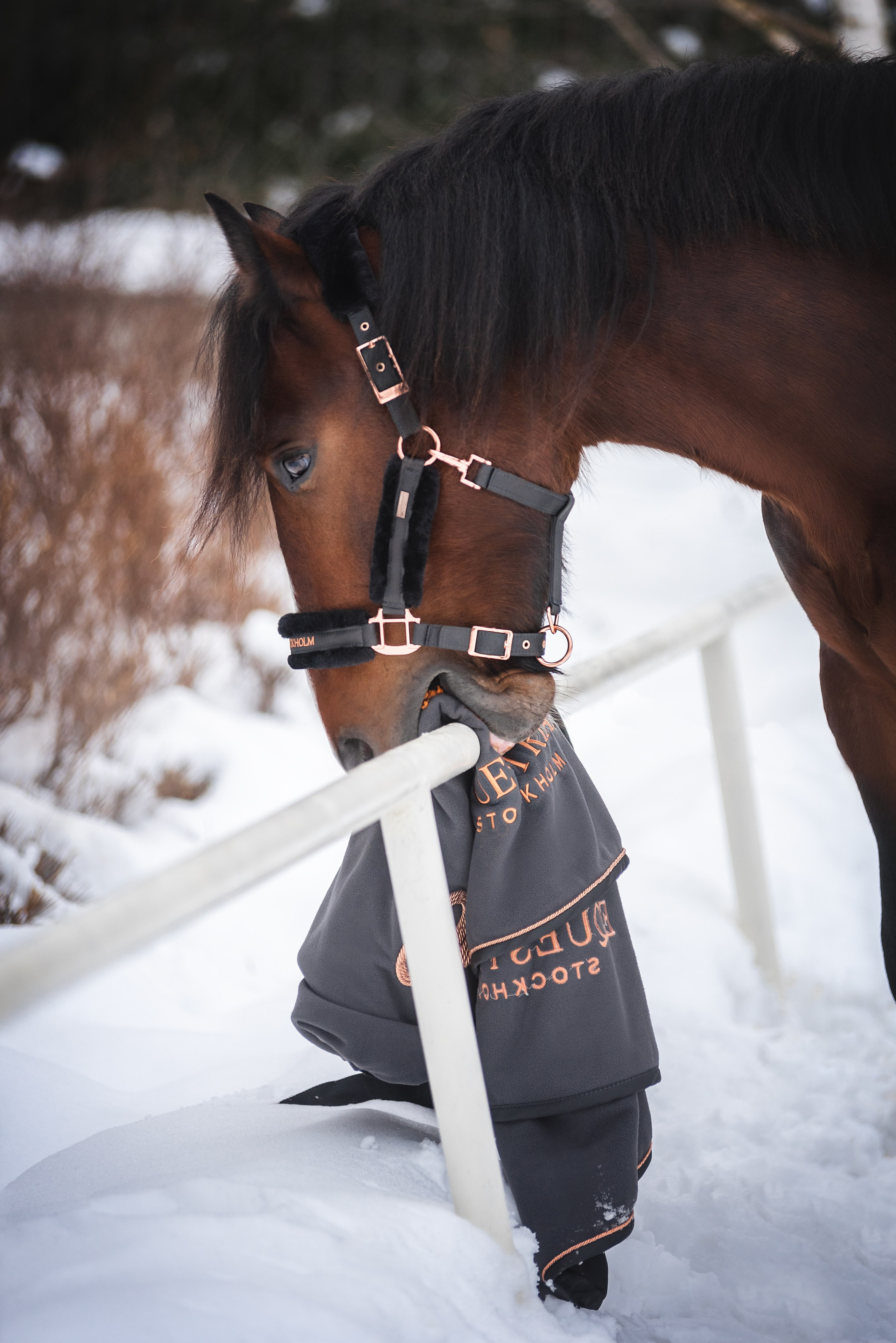 Новогодний Волконский. Конный фотограф Куракина Дарья • Фотосессии с лошадьми